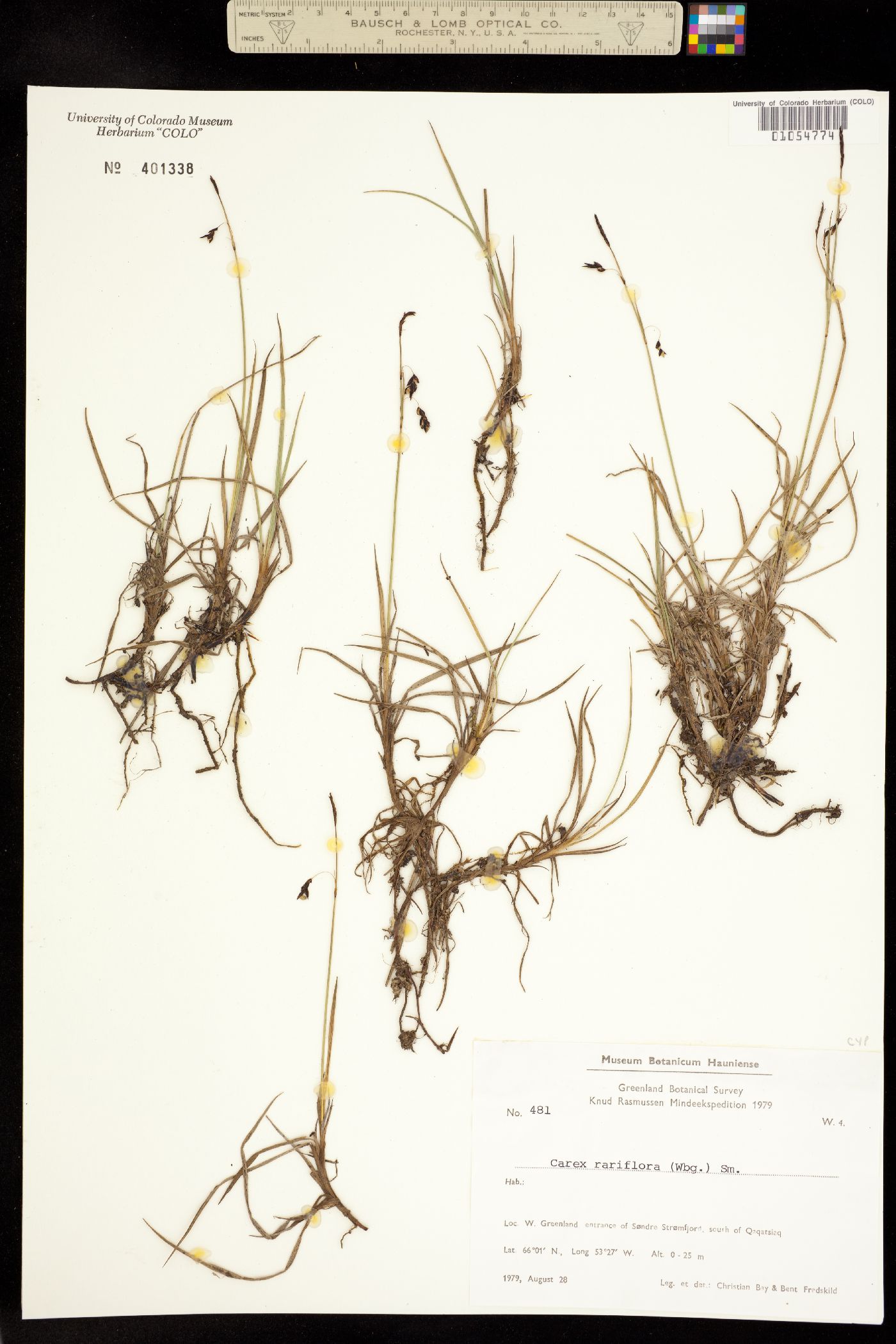 Carex rariflora image