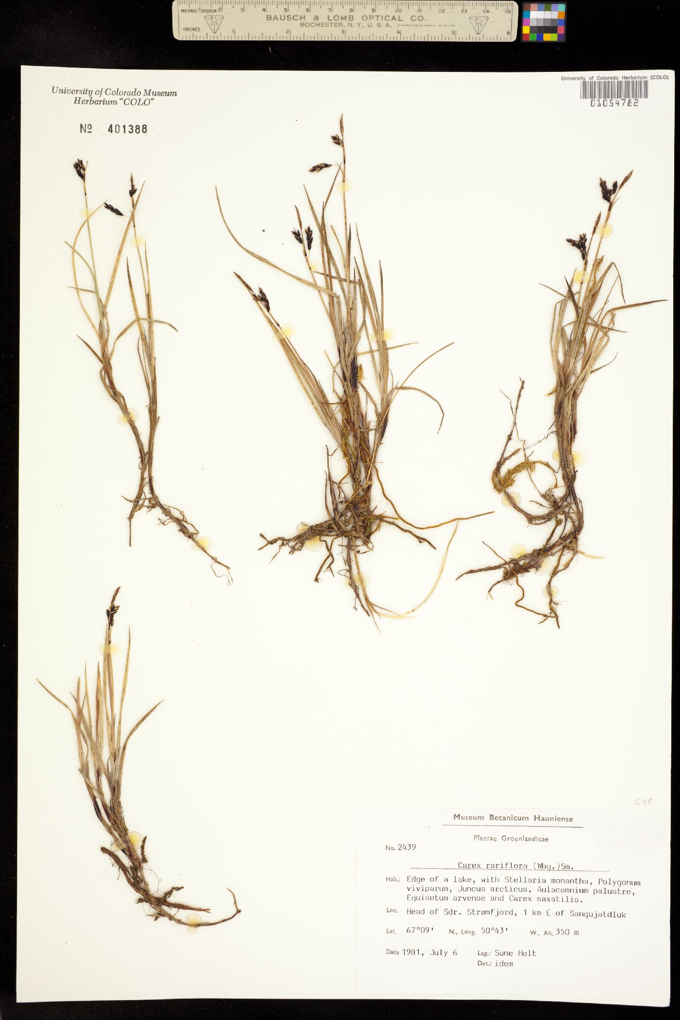 Carex rariflora image