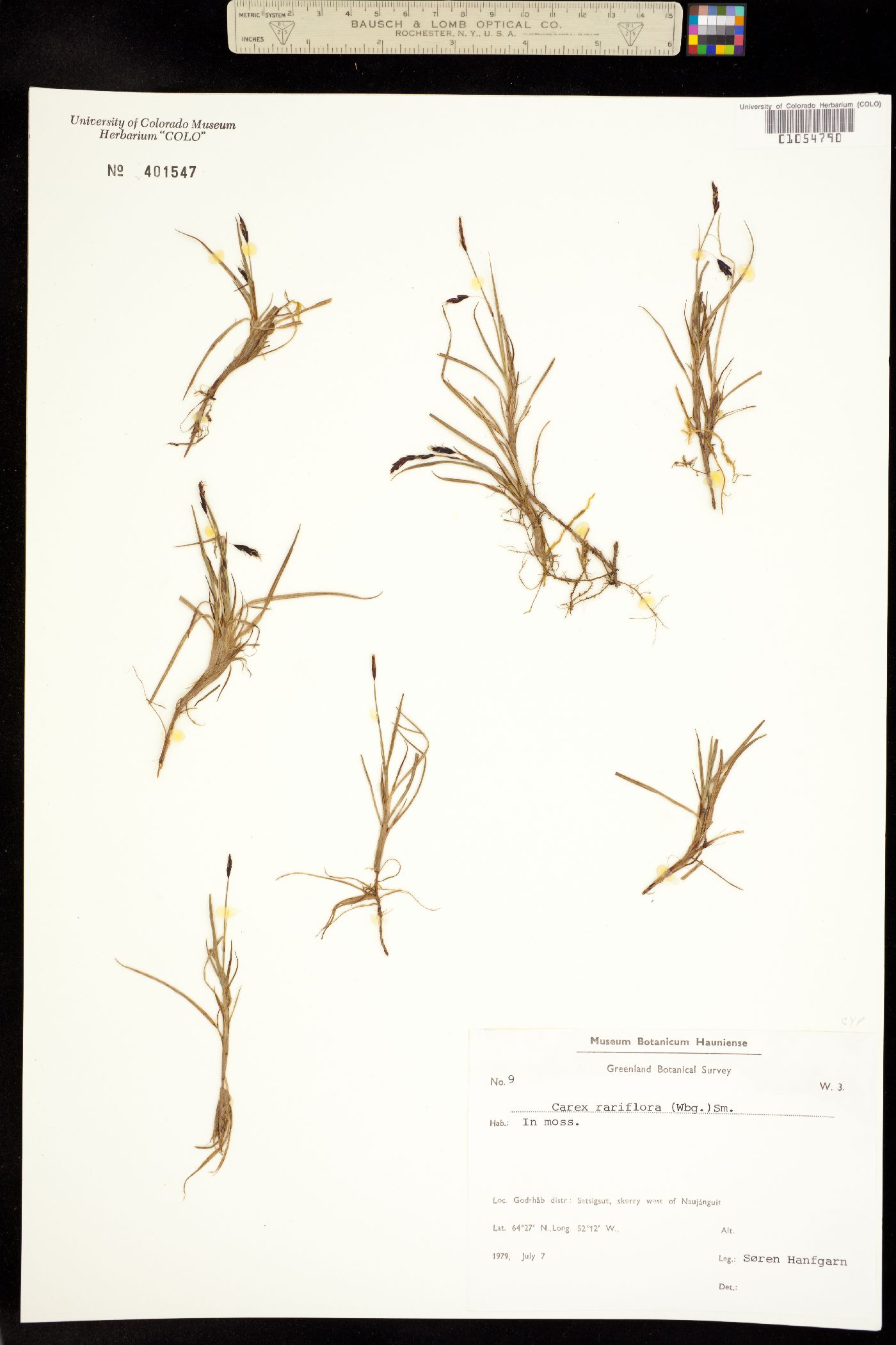 Carex rariflora image