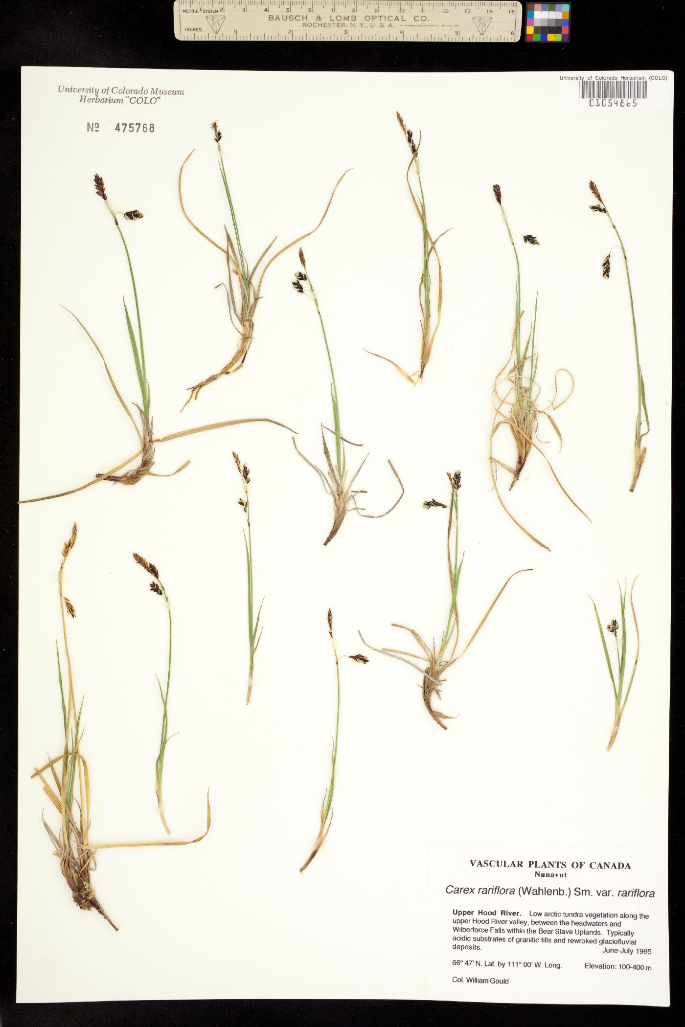 Carex rariflora image
