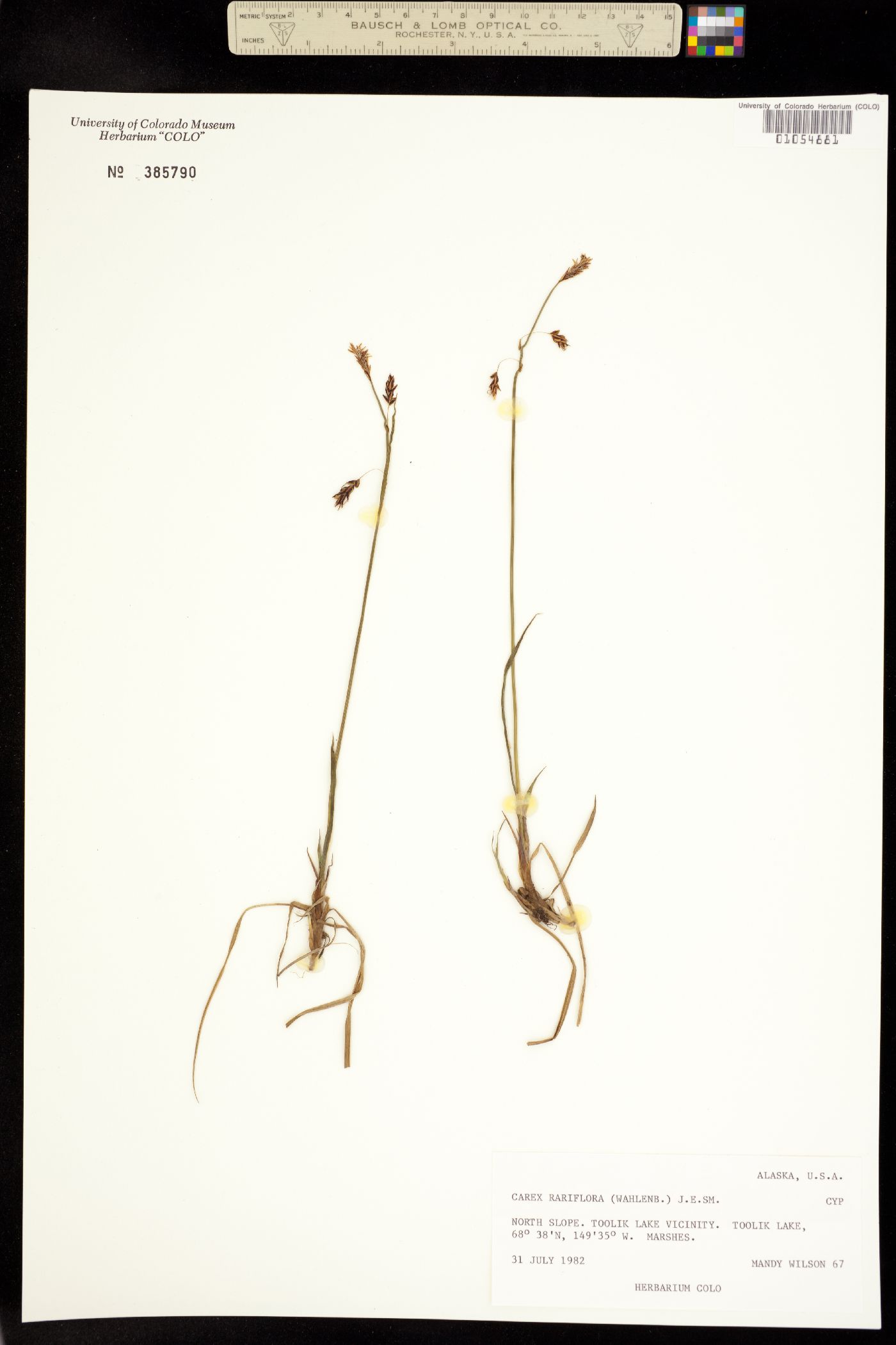 Carex rariflora image