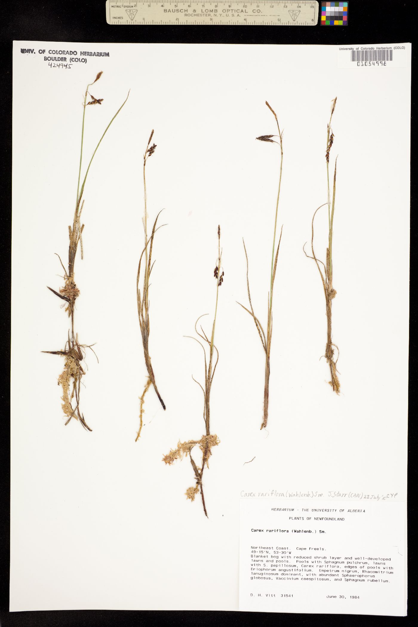Carex rariflora image