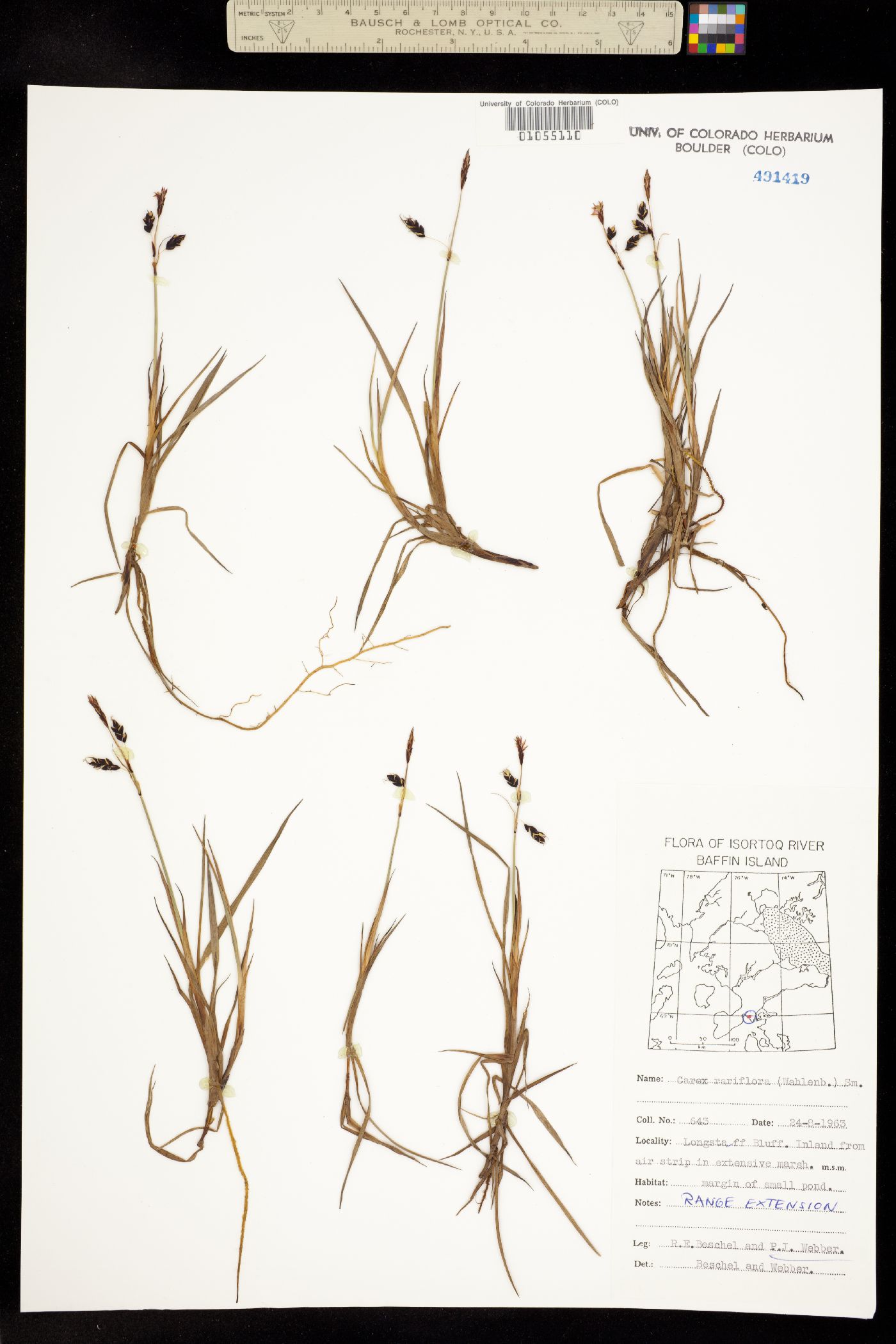 Carex rariflora image