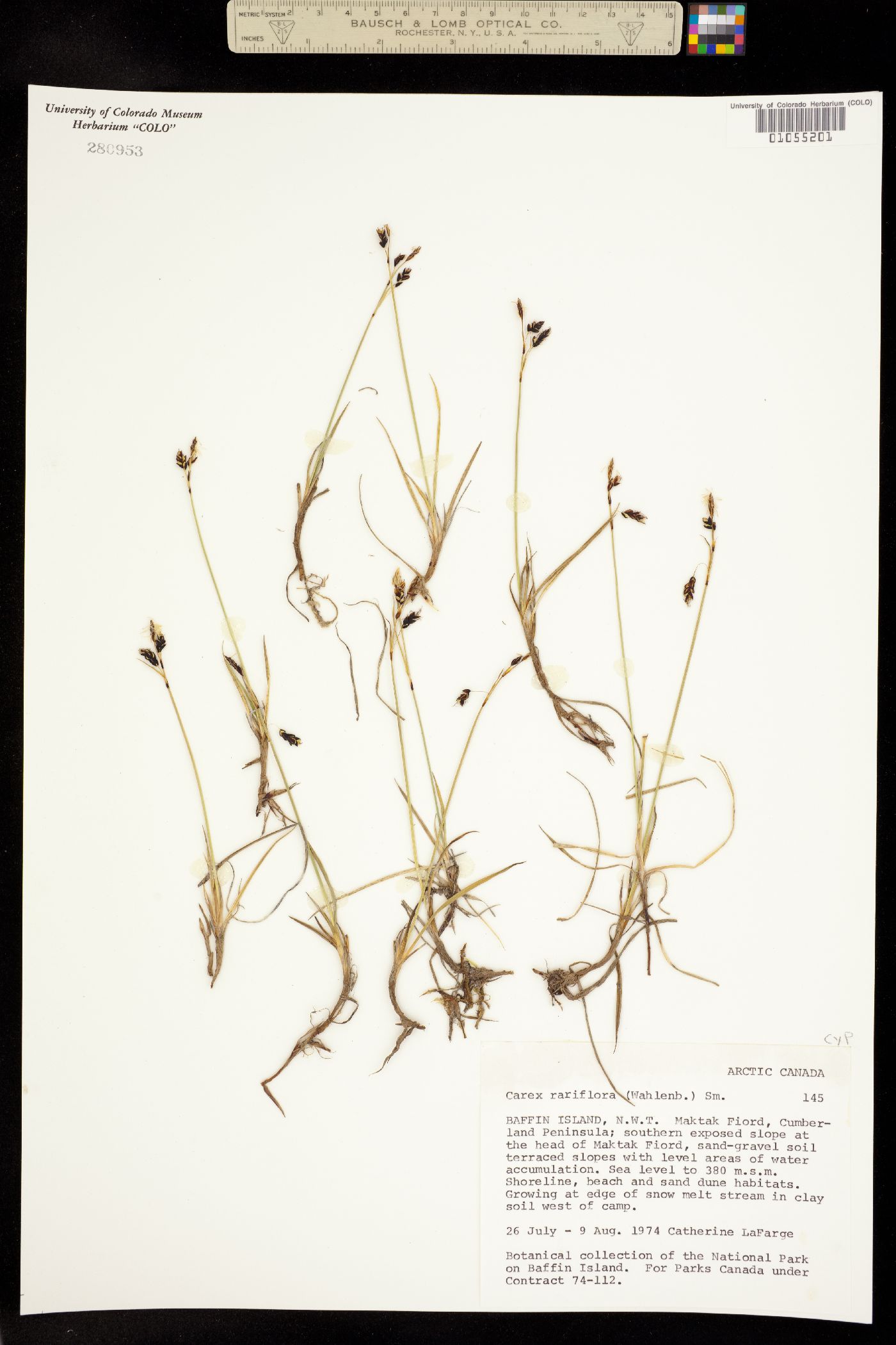 Carex rariflora image