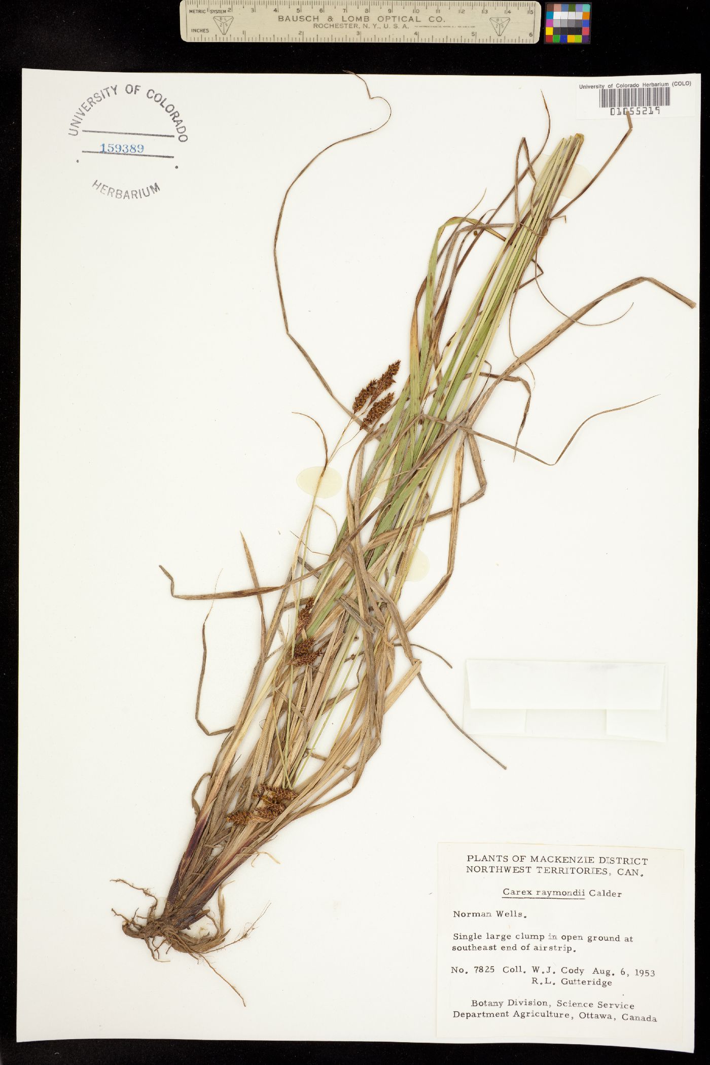 Carex atratiformis image