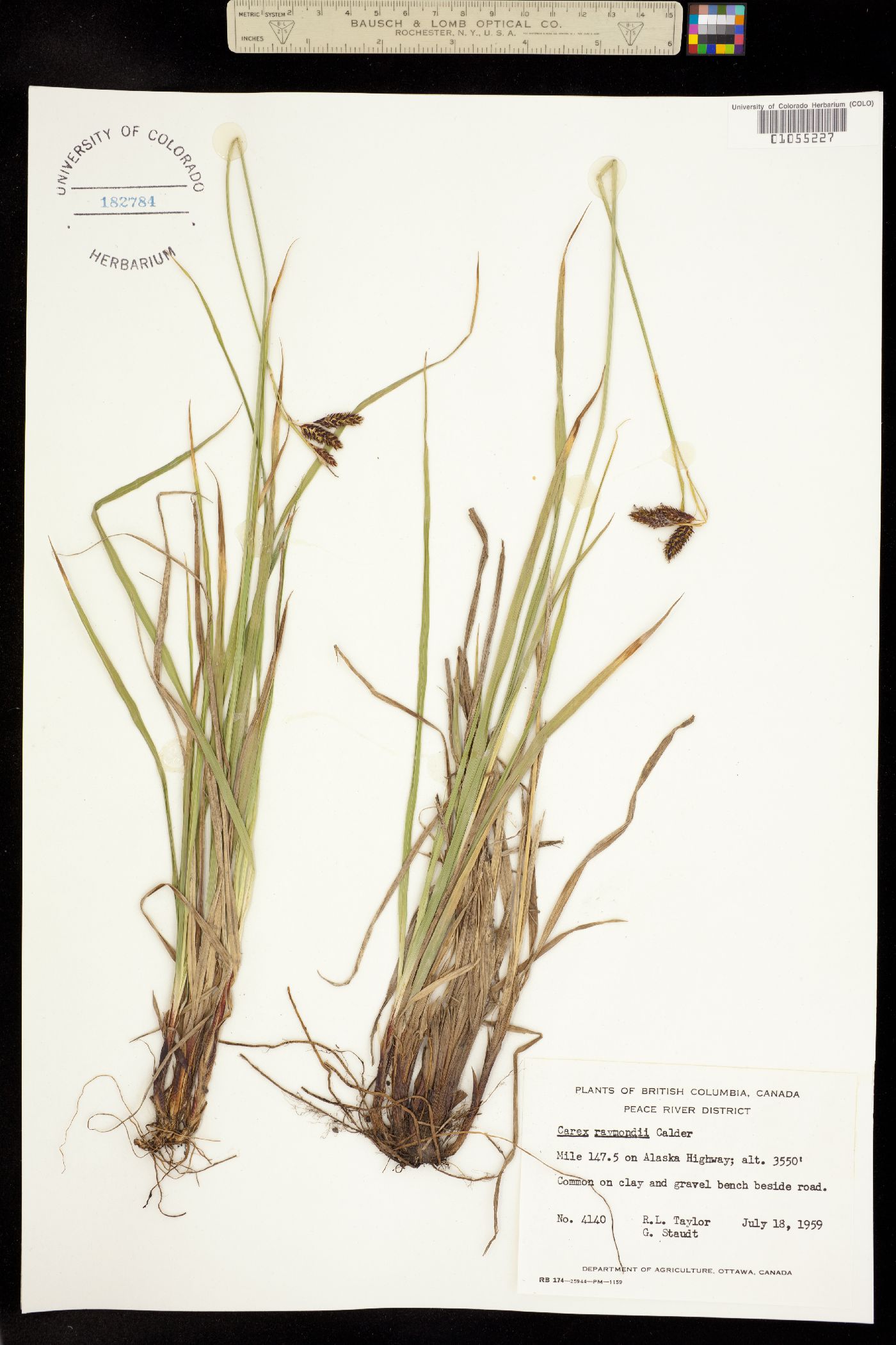 Carex atratiformis image