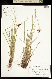 Image of Carex atratiformis