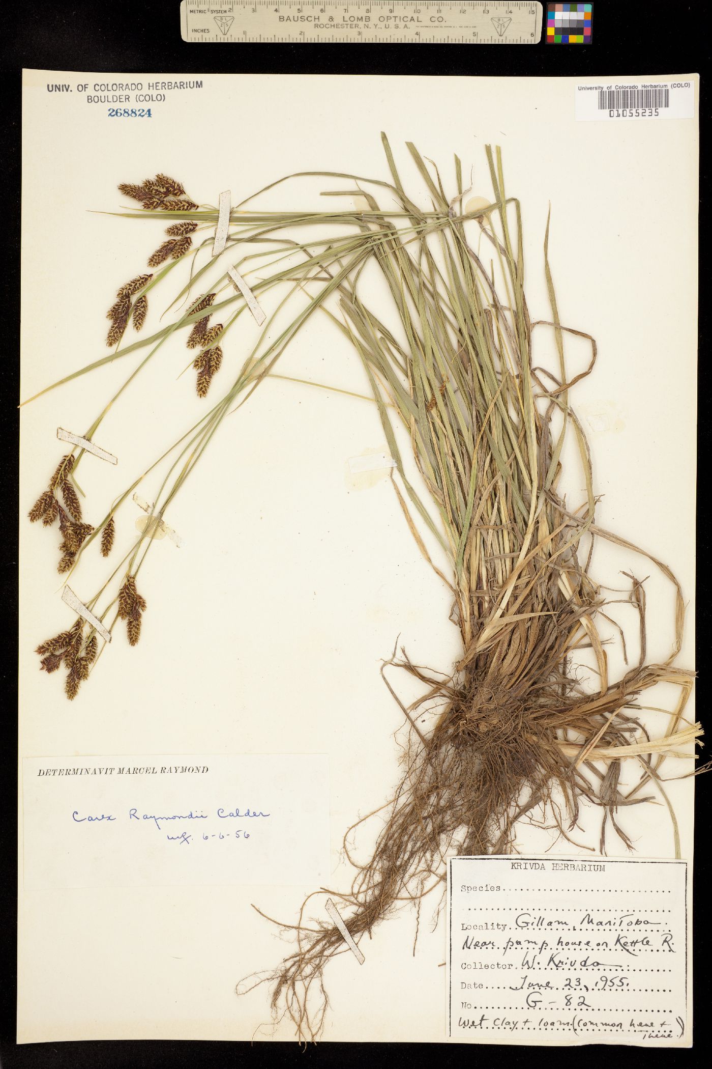 Carex atratiformis image