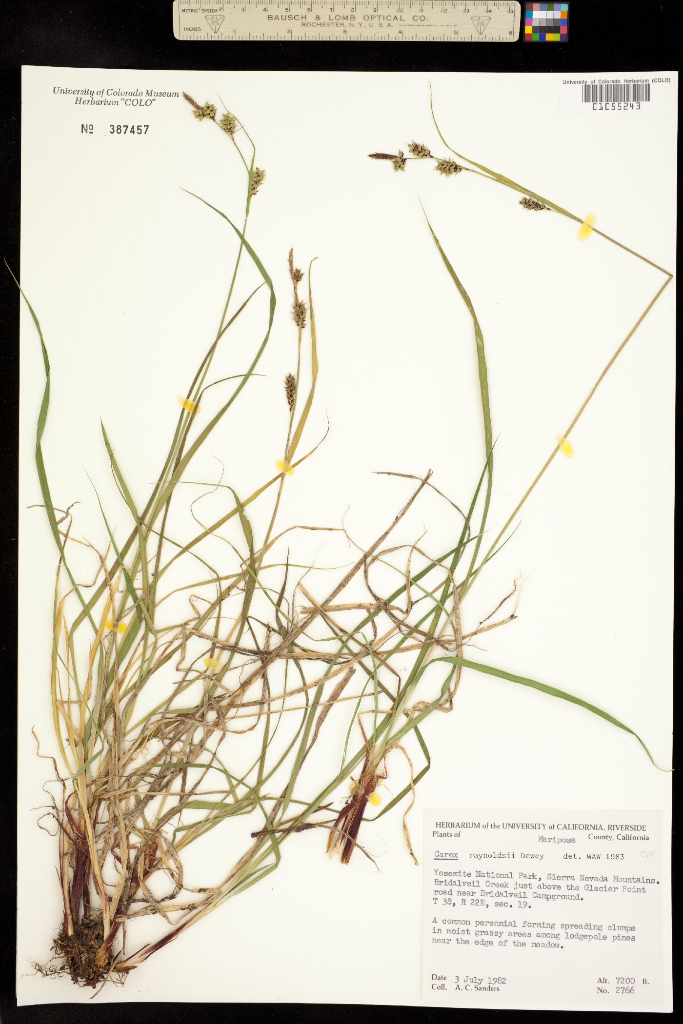 Carex raynoldsii image
