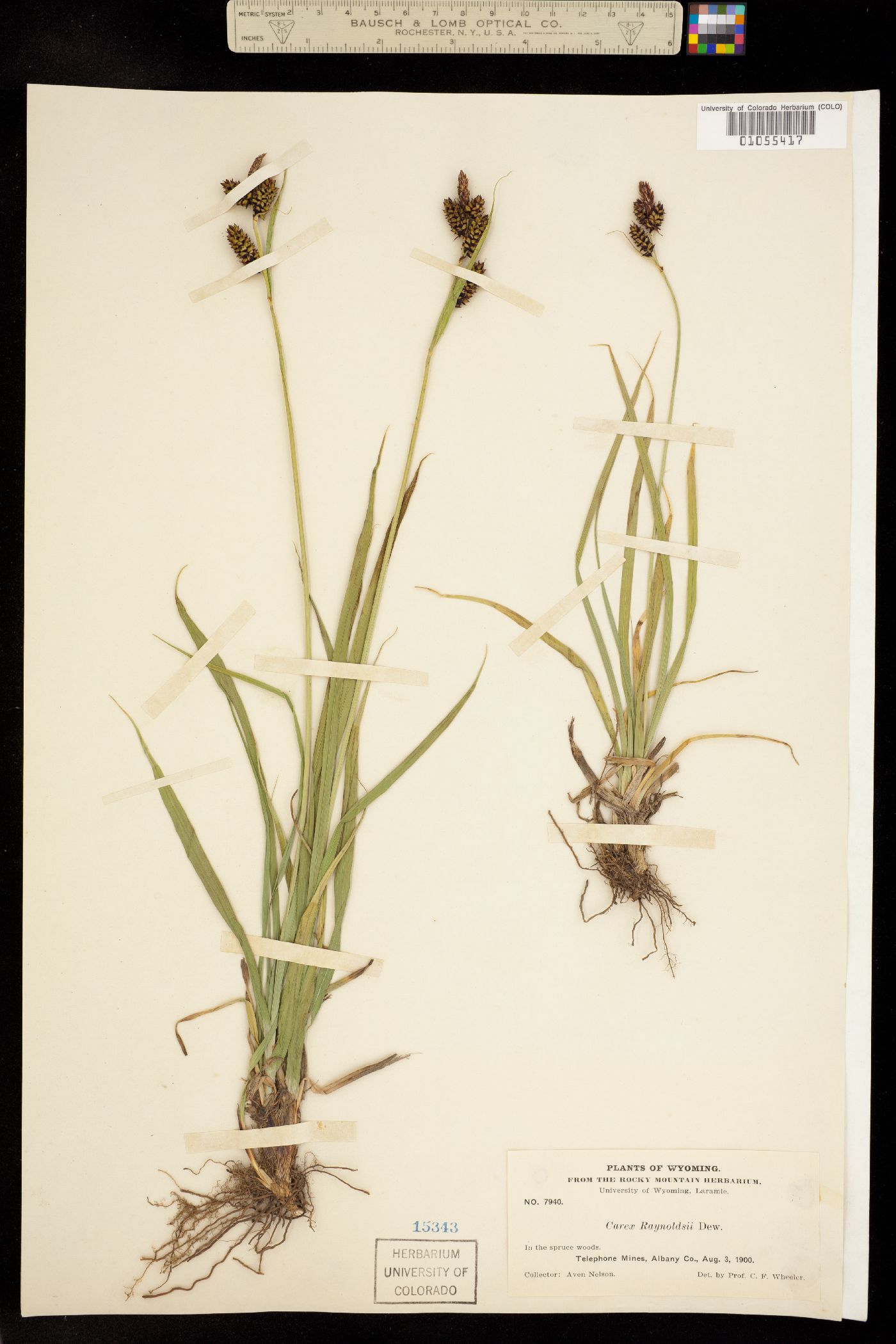 Carex raynoldsii image