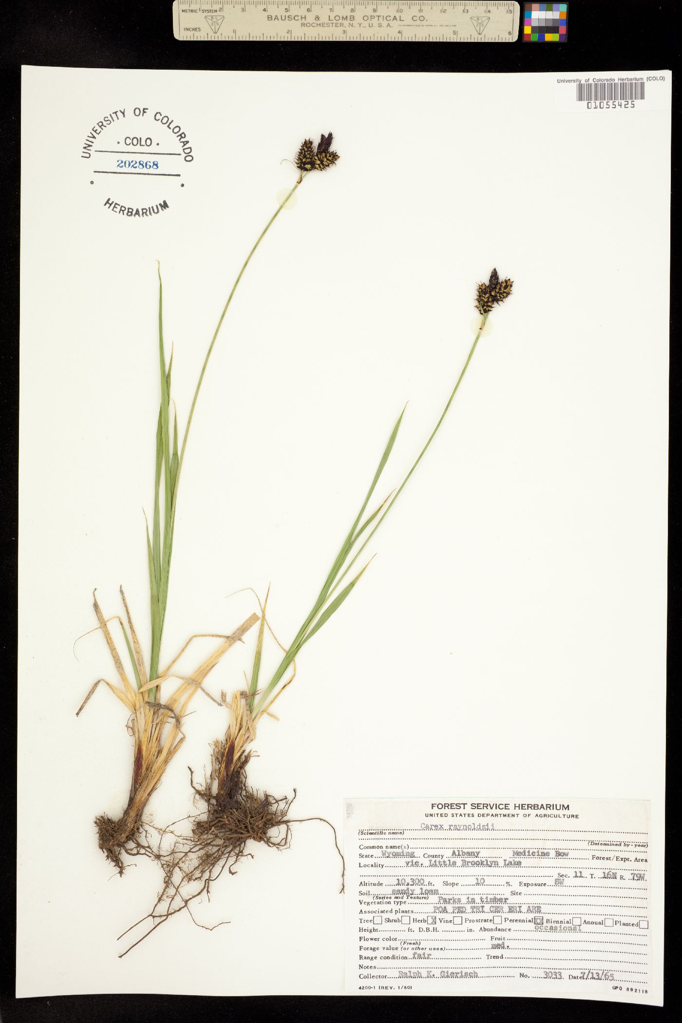 Carex raynoldsii image