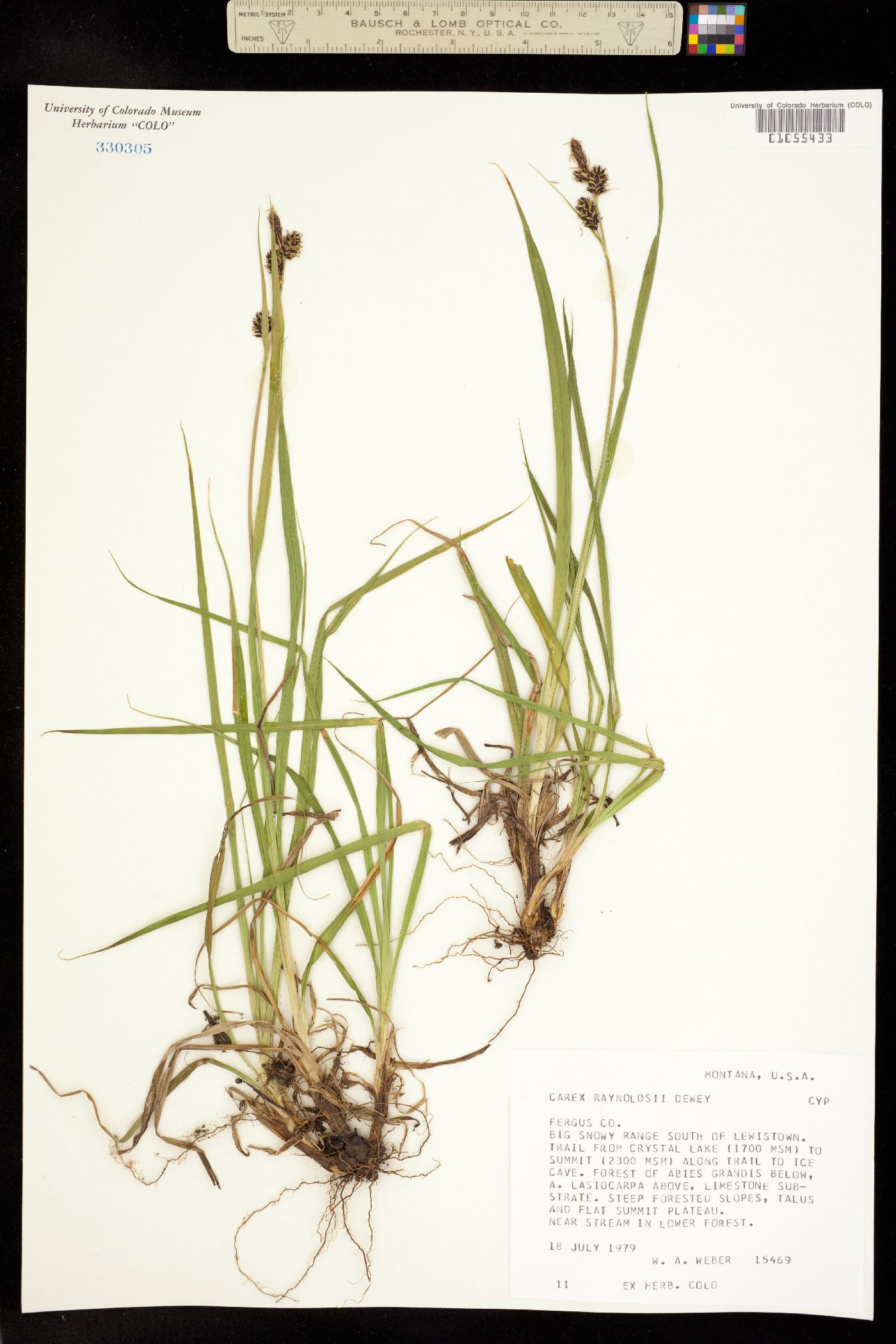 Carex raynoldsii image