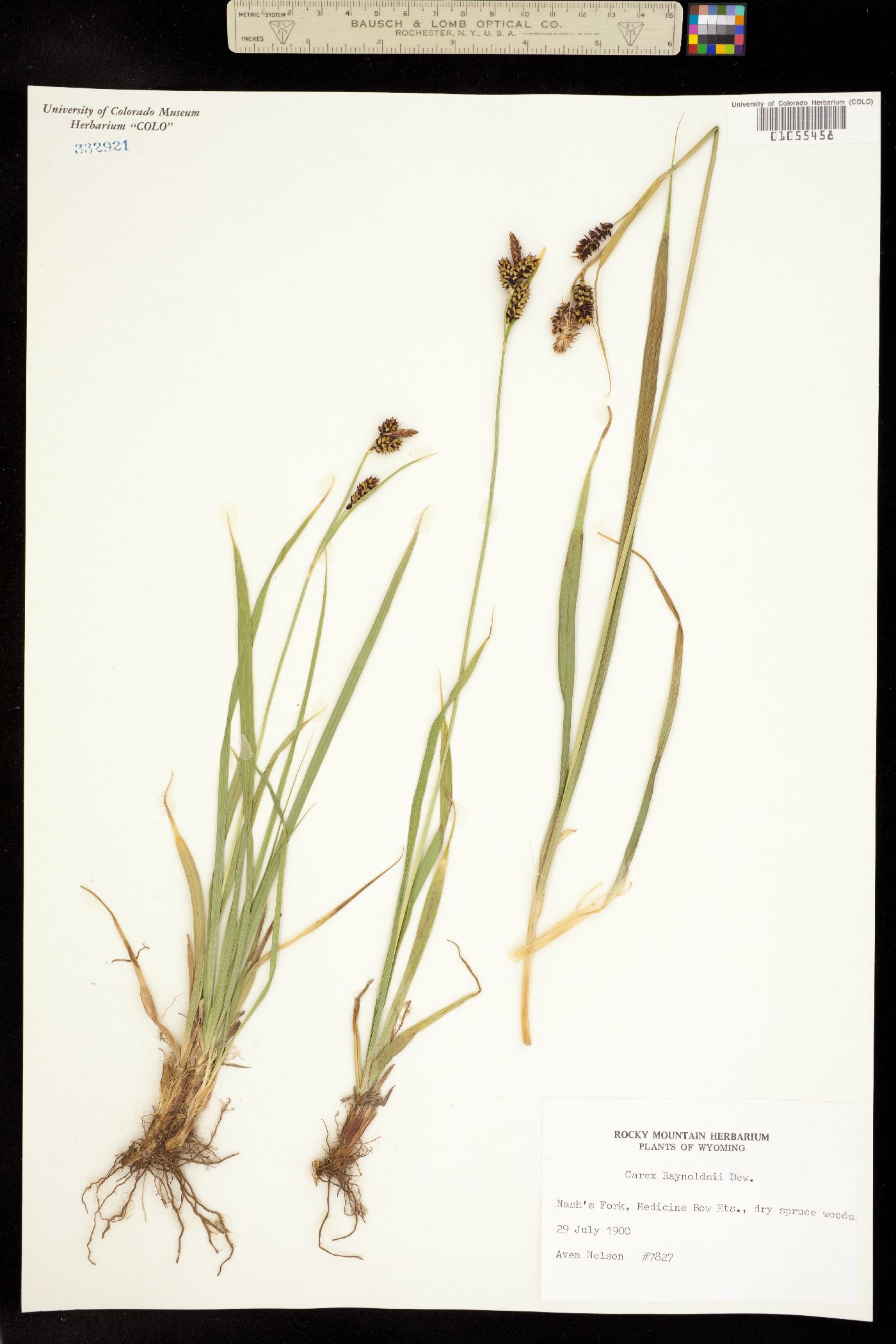 Carex raynoldsii image