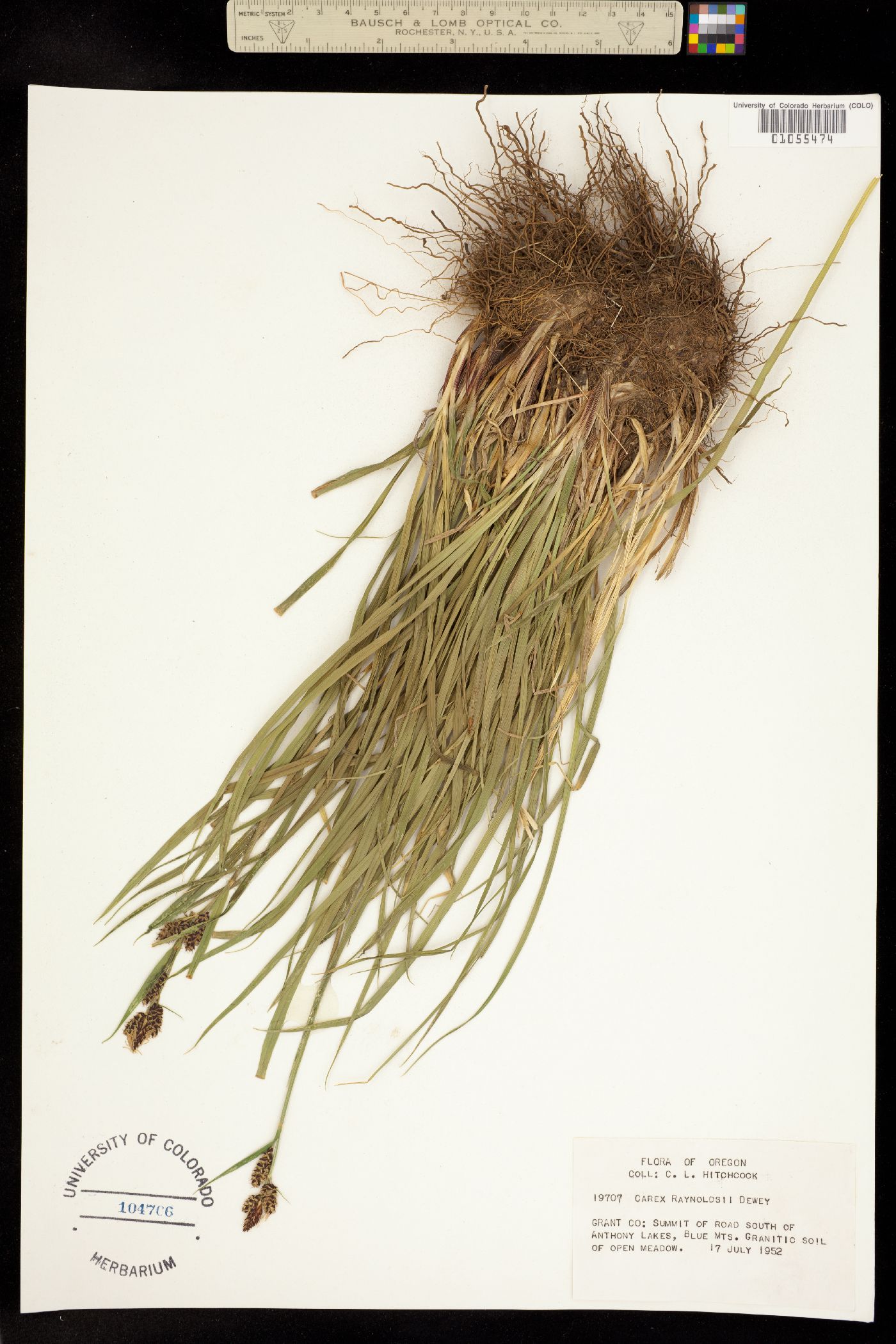 Carex raynoldsii image