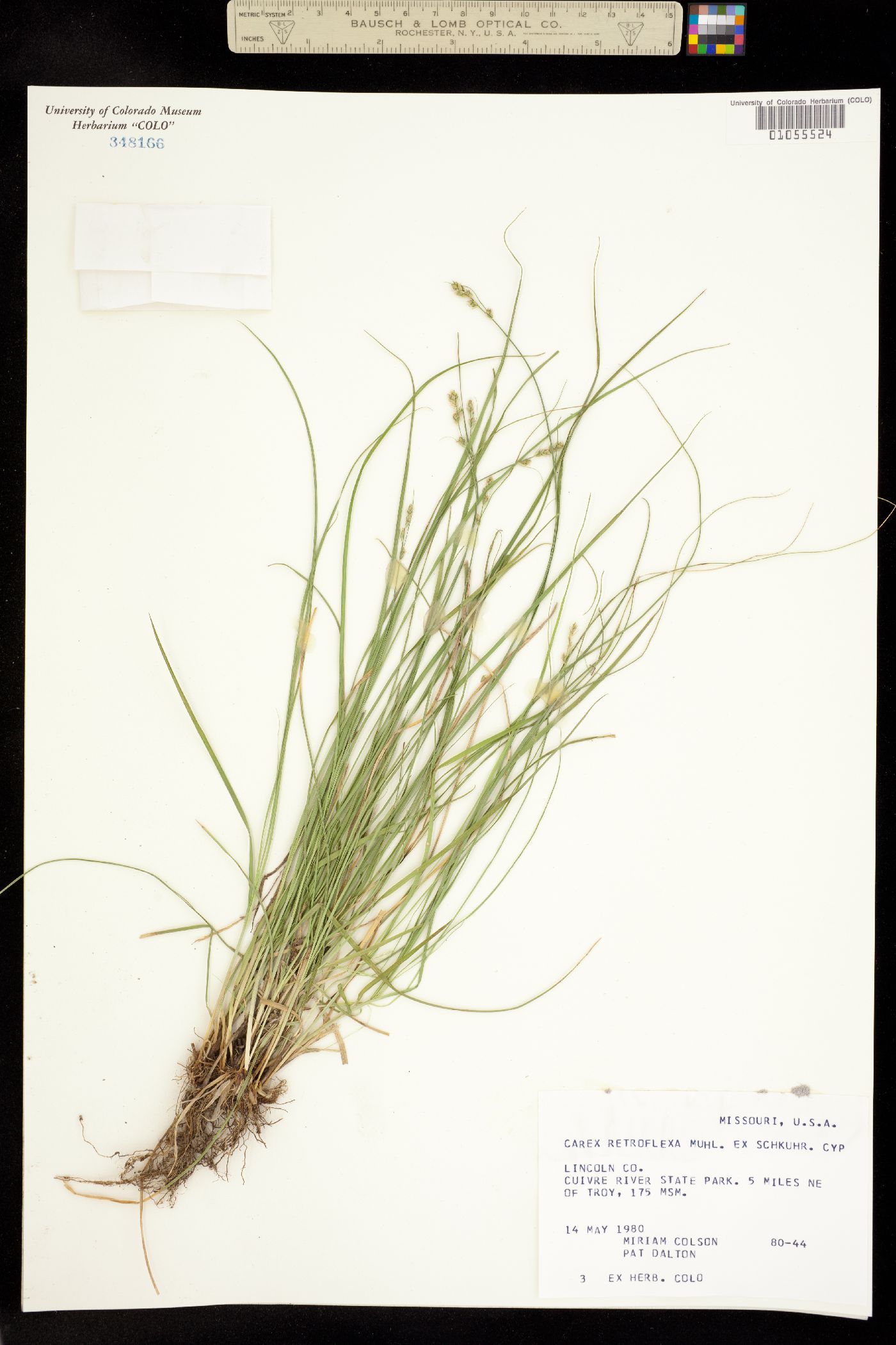 Carex retroflexa image