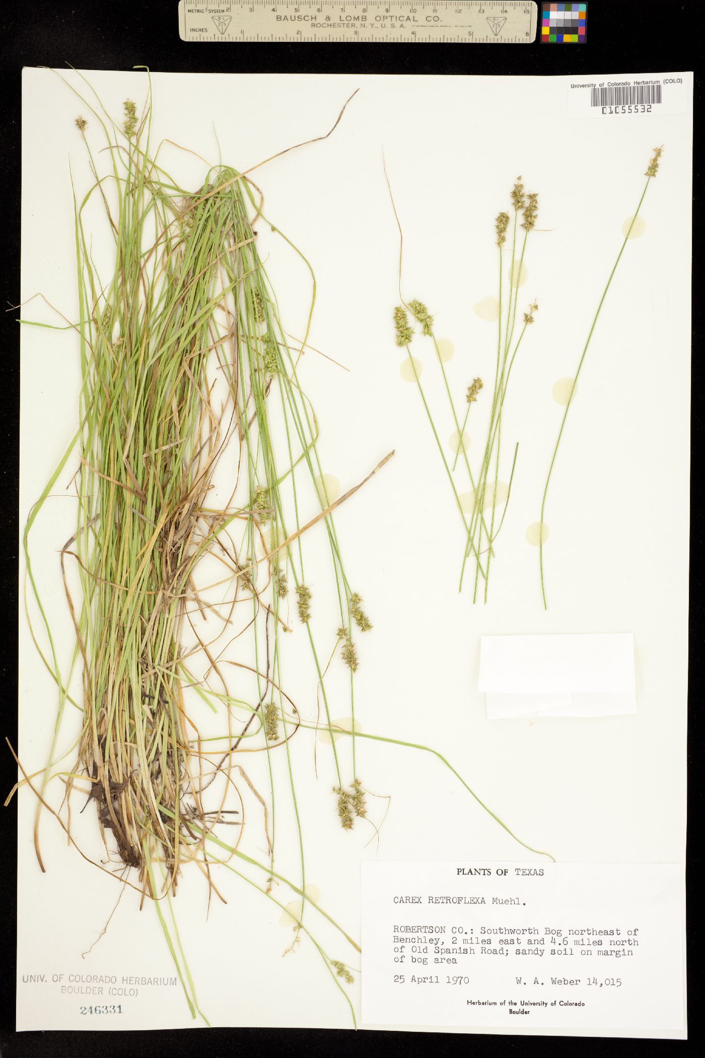 Carex retroflexa image