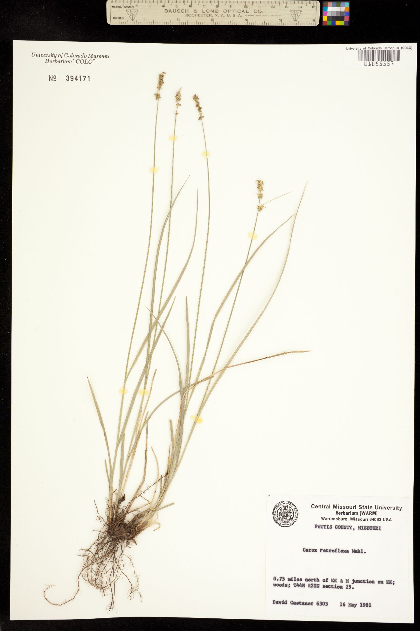 Carex retroflexa image