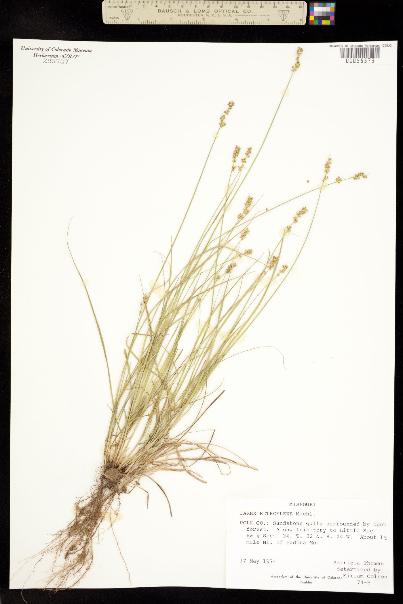 Carex retroflexa image