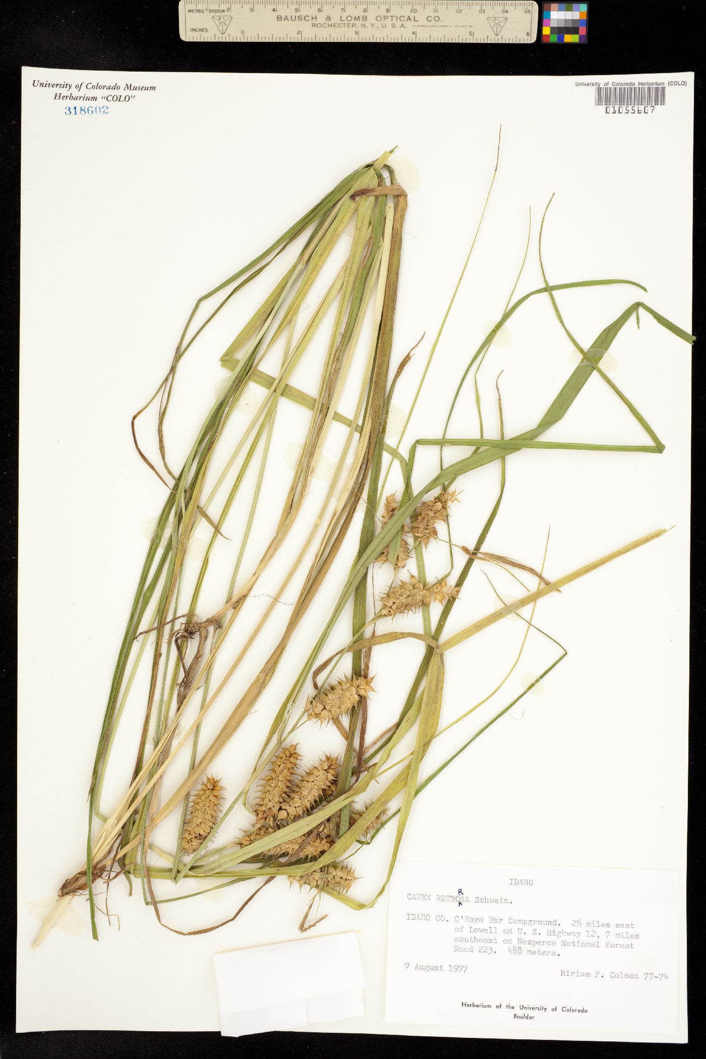 Carex retrorsa image