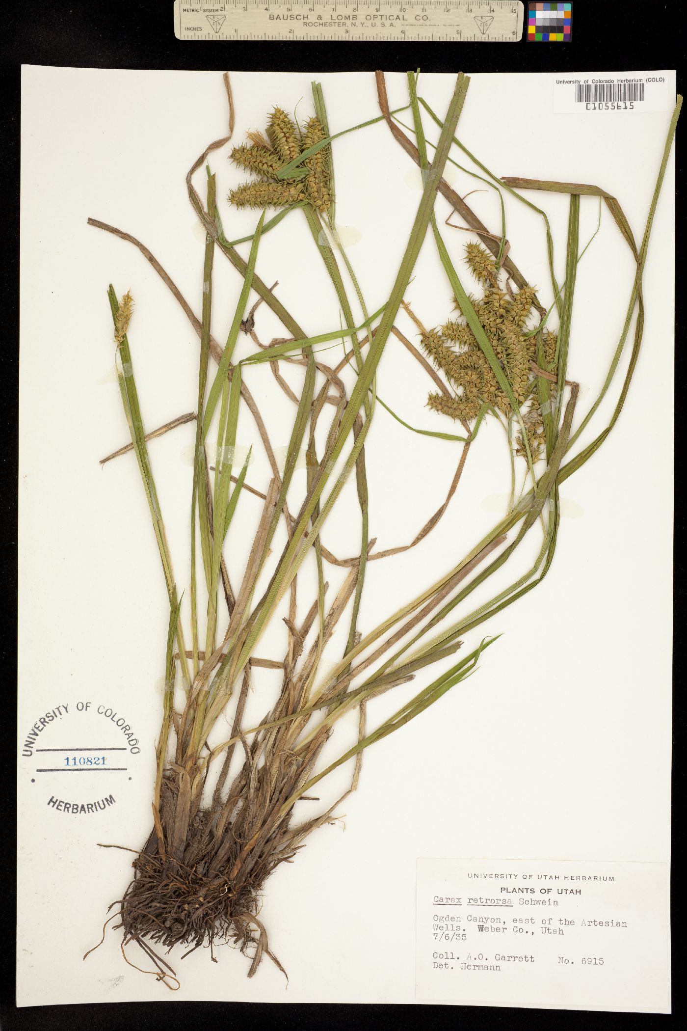Carex retrorsa image