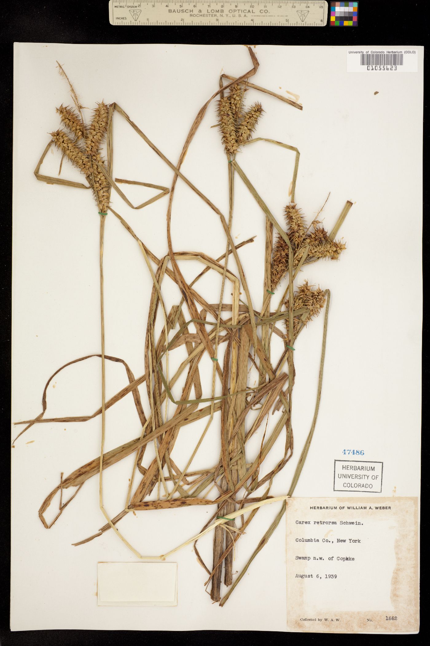 Carex retrorsa image
