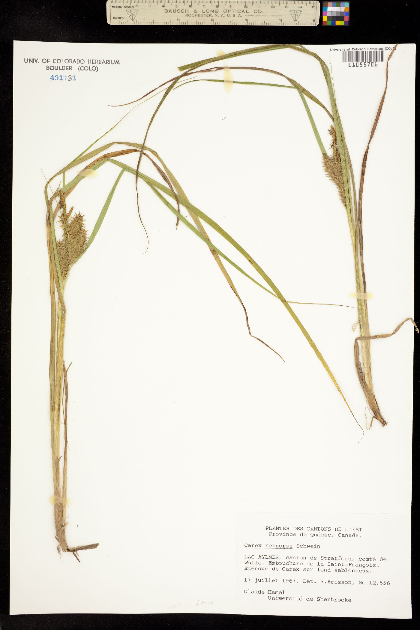 Carex retrorsa image