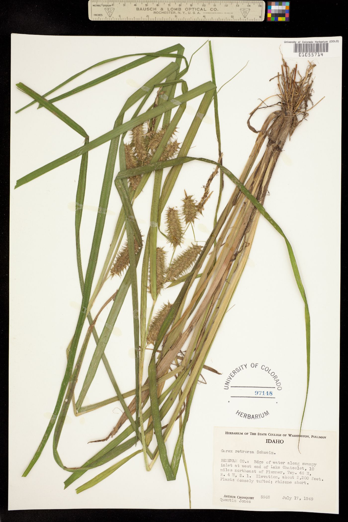 Carex retrorsa image