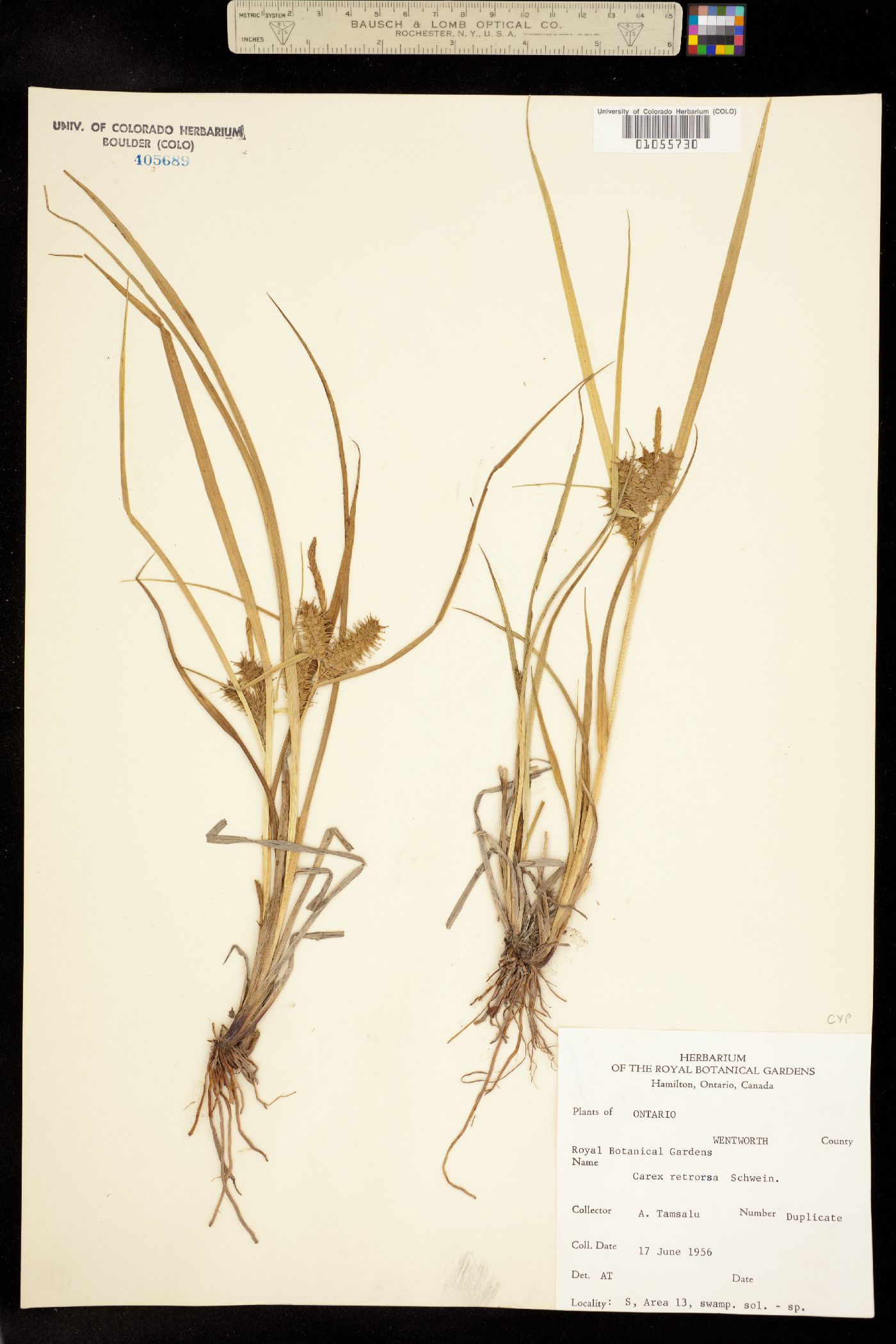 Carex retrorsa image