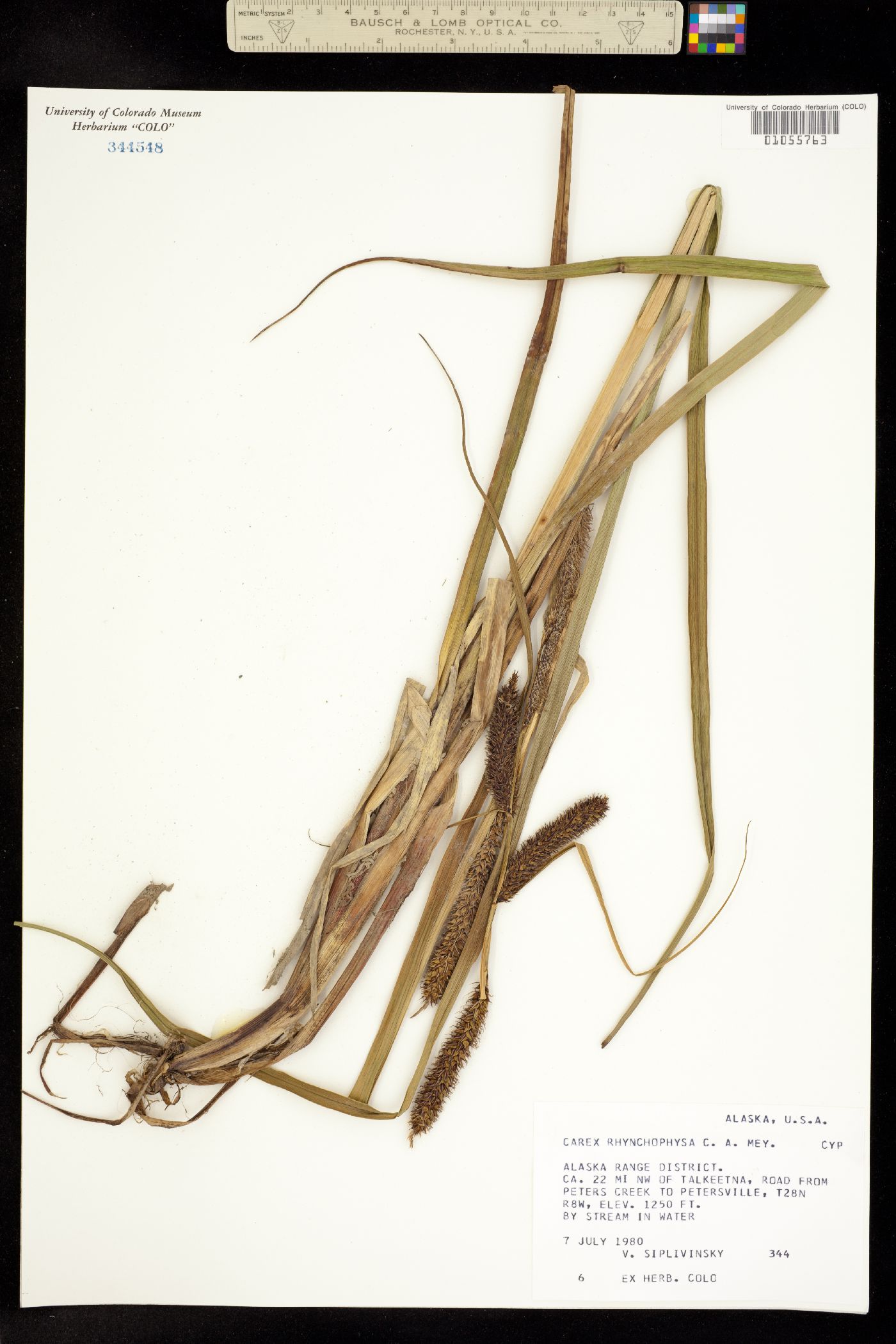 Carex utriculata image