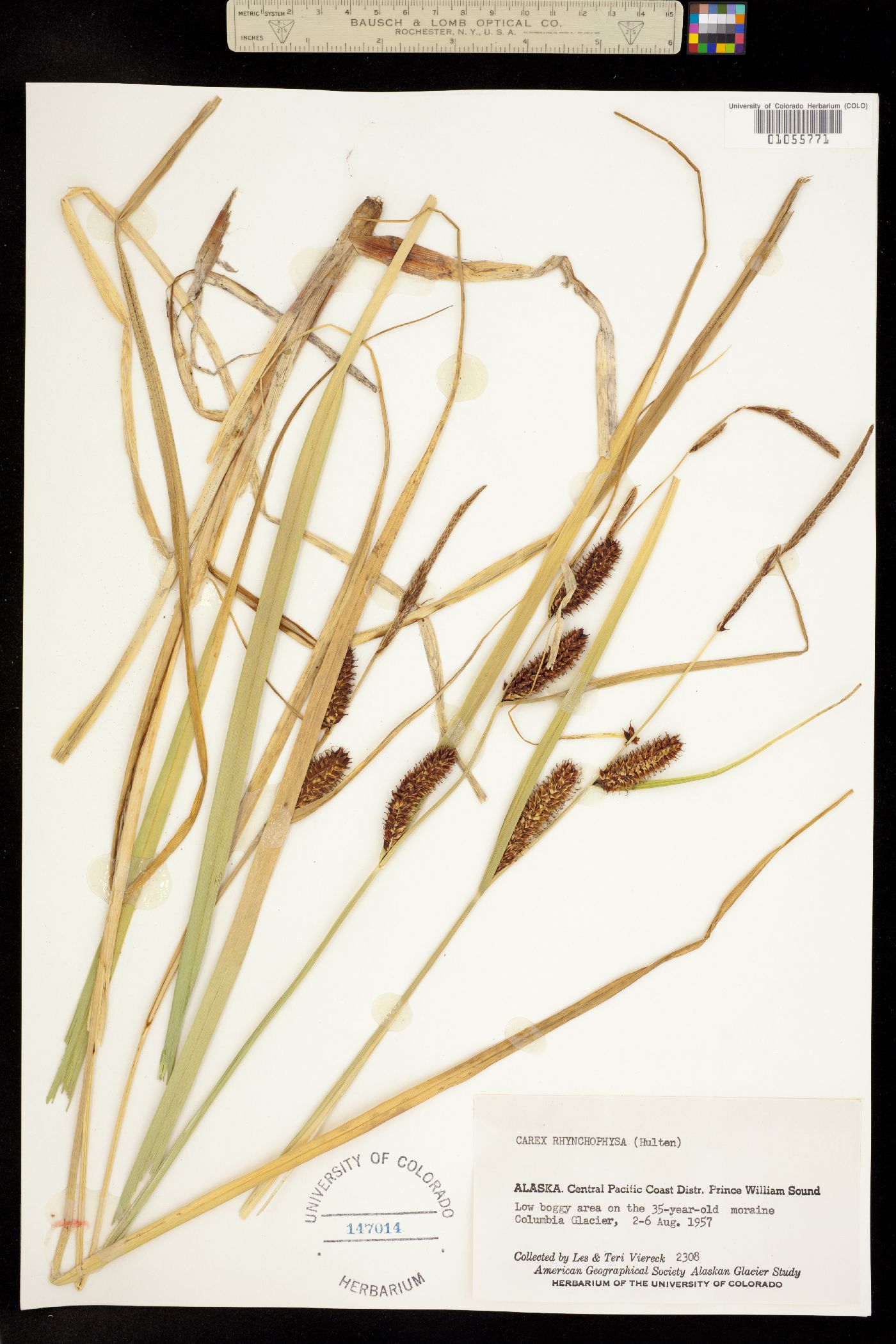 Carex utriculata image