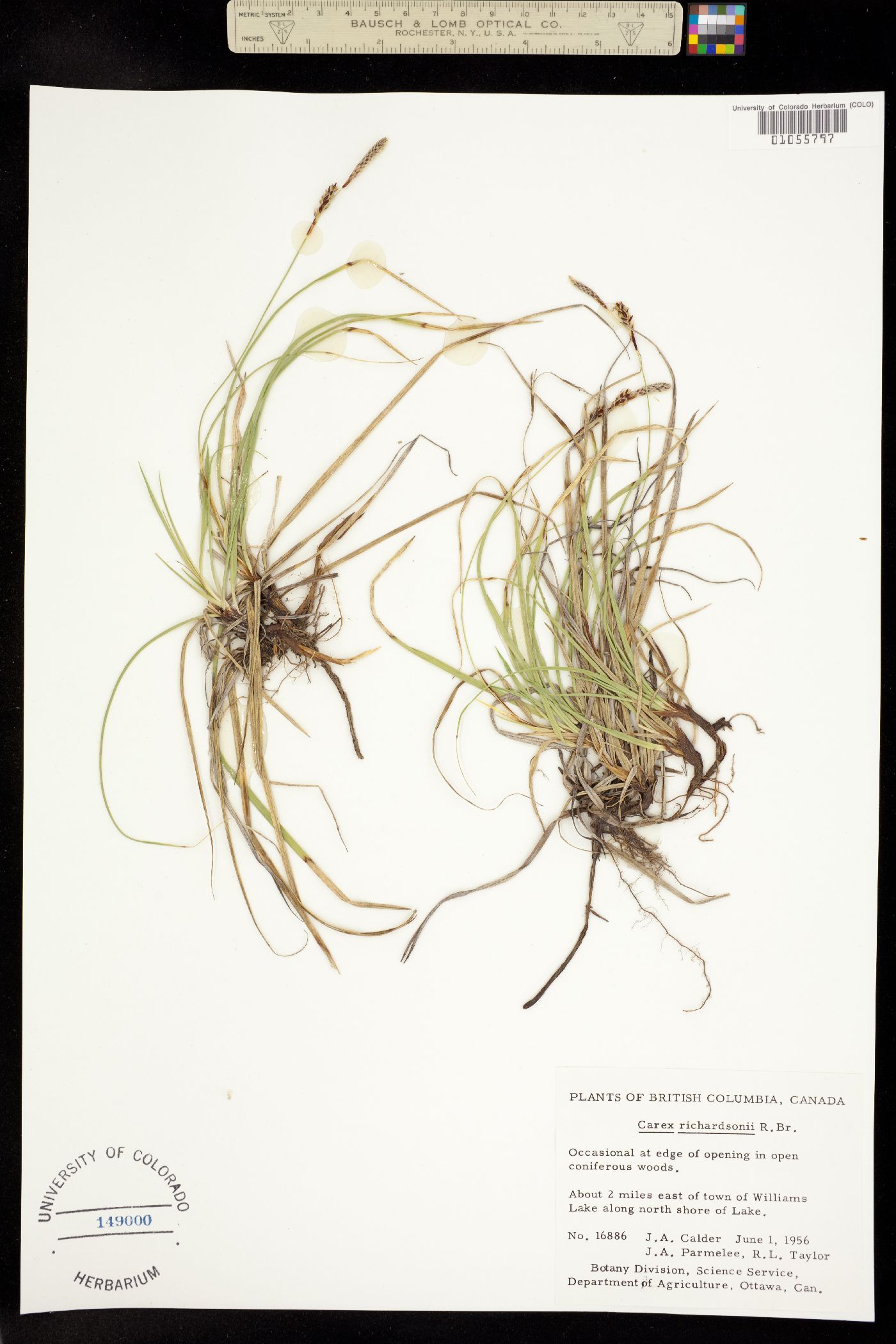 Carex richardsonii image