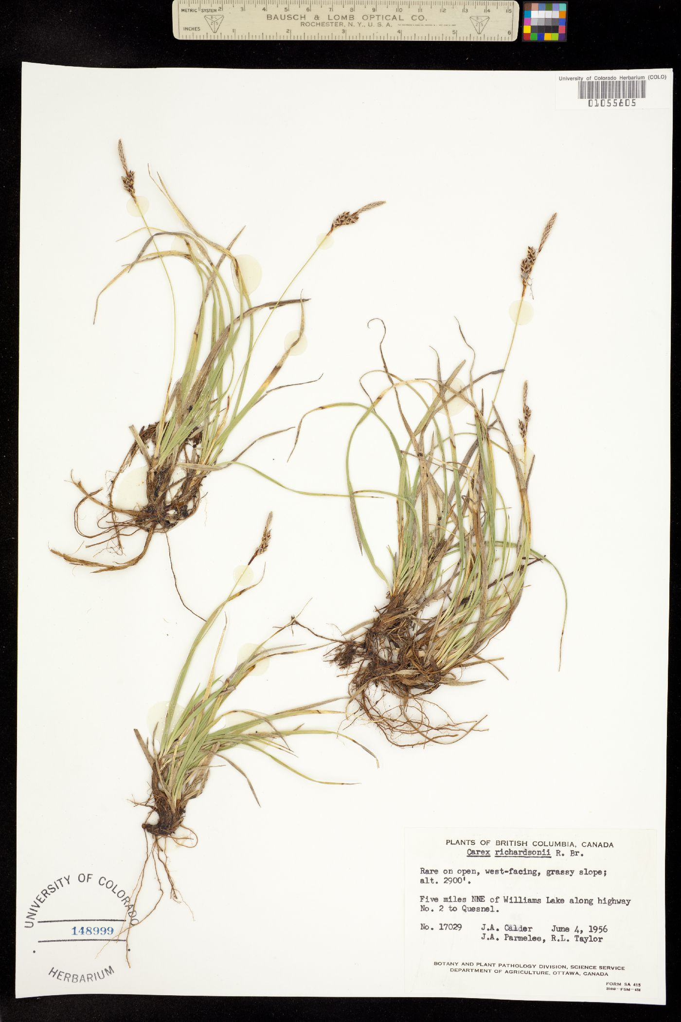 Carex richardsonii image