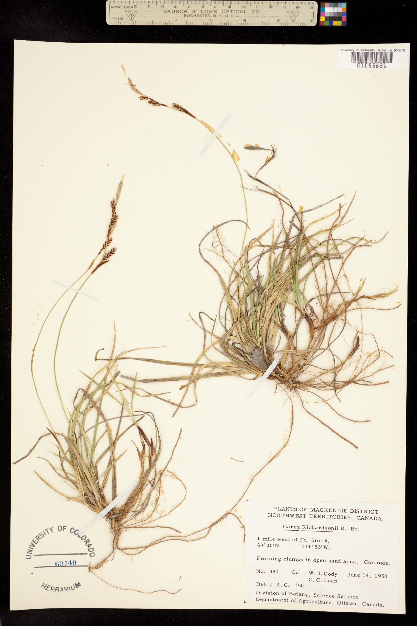 Carex richardsonii image