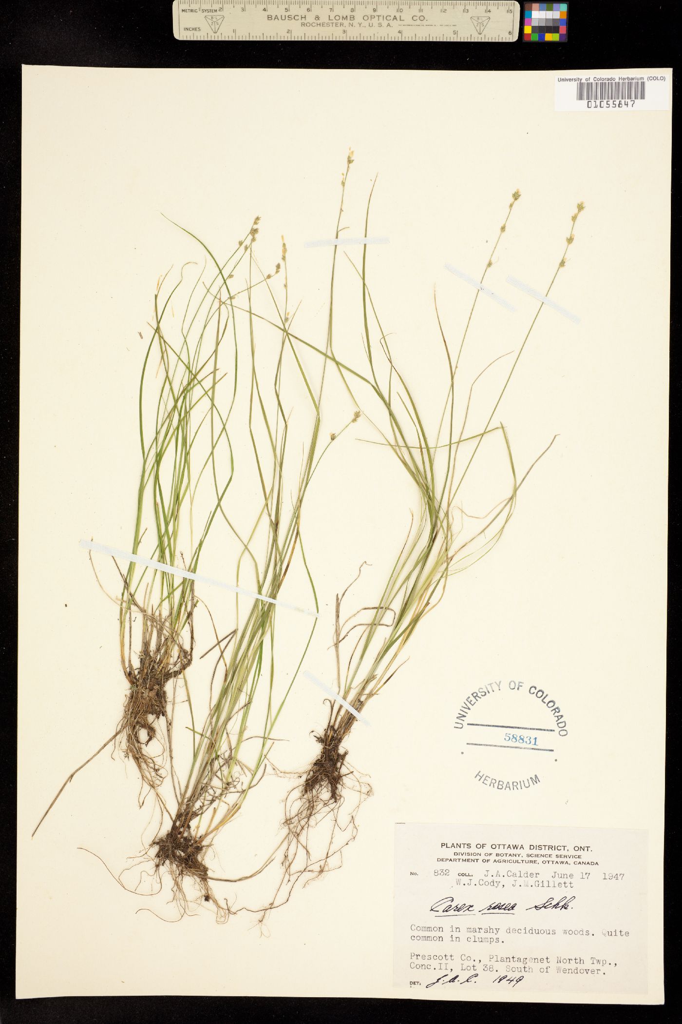 Carex rosea image