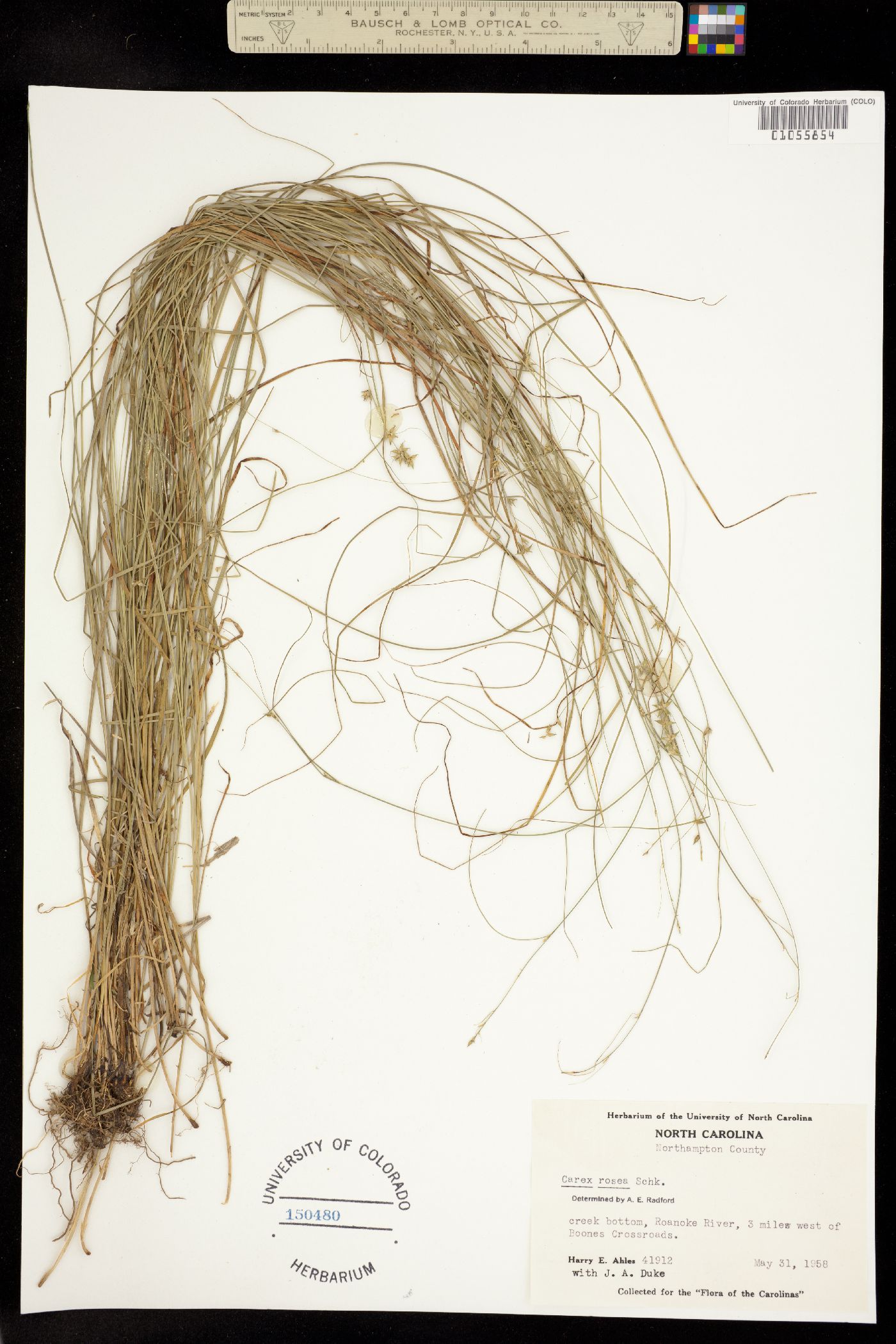 Carex rosea image