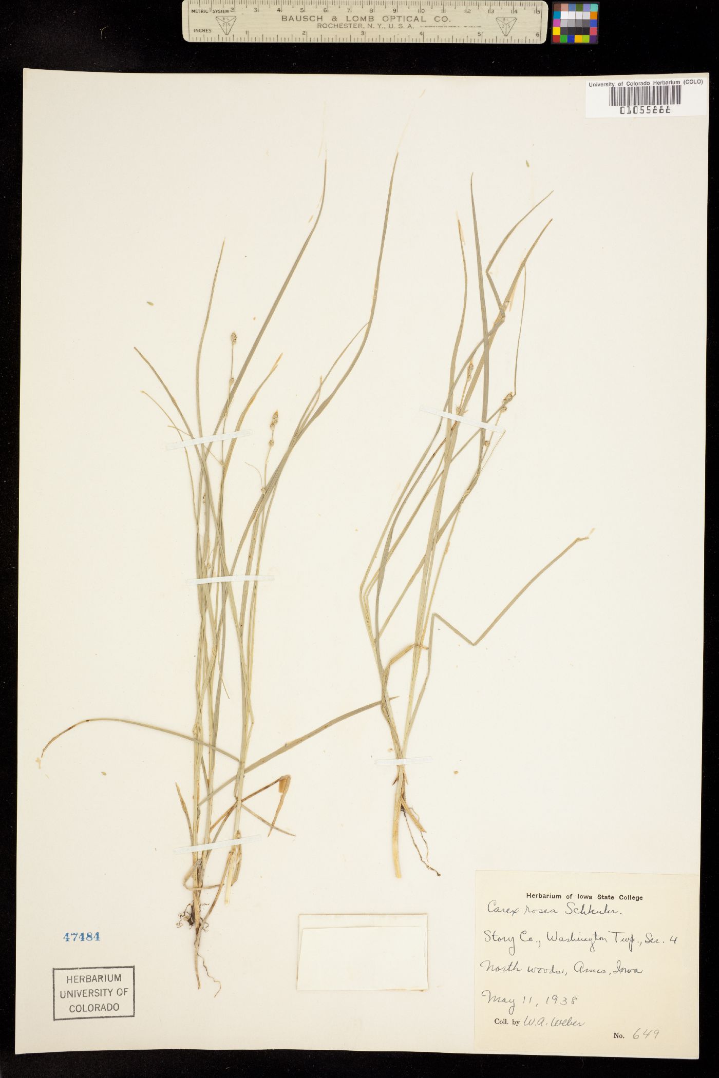 Carex rosea image