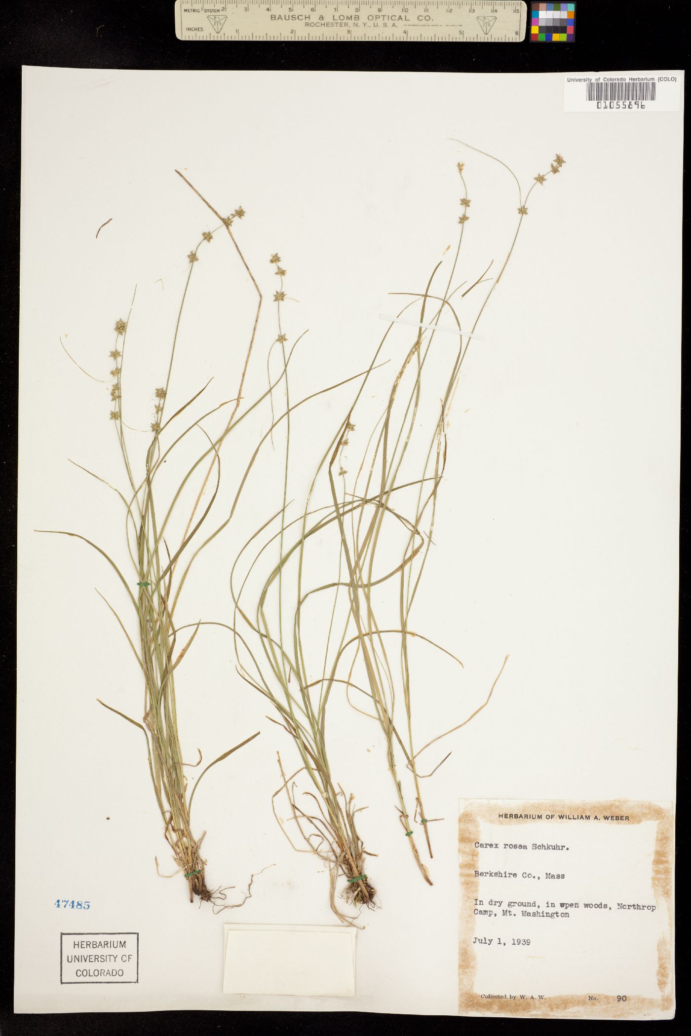 Carex rosea image