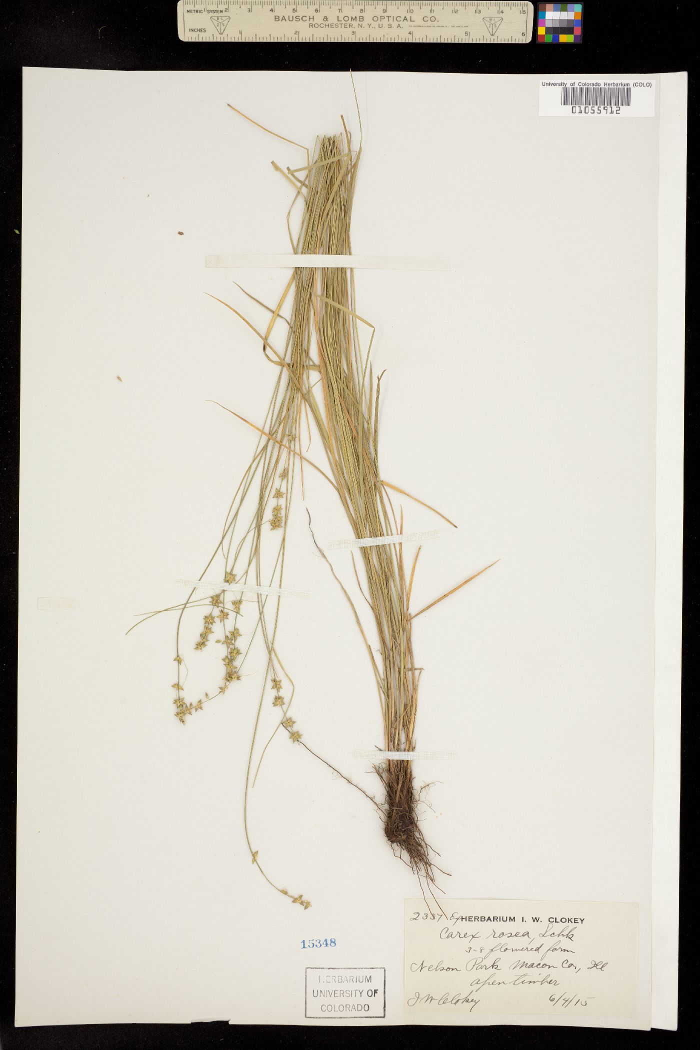 Carex rosea image