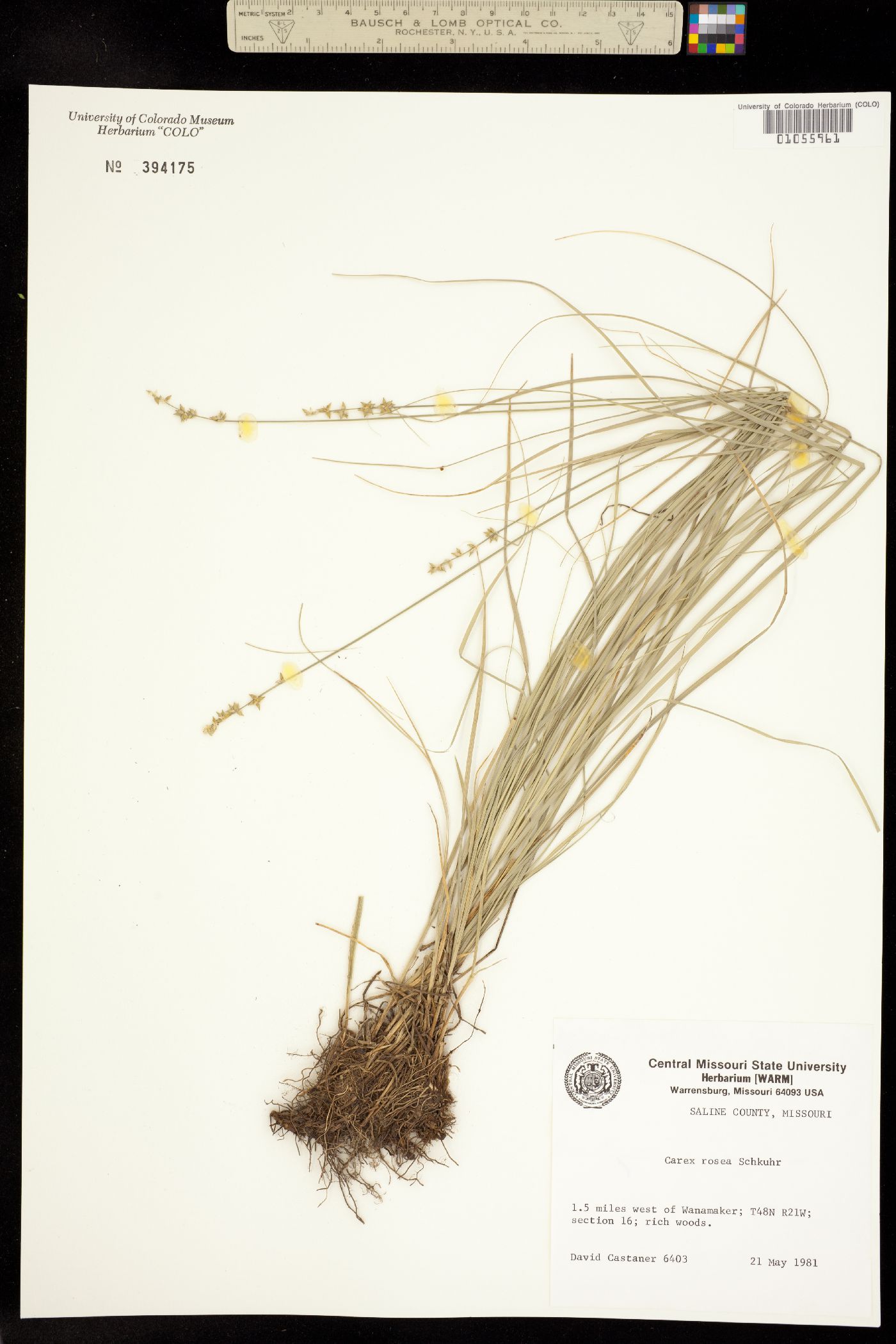 Carex rosea image