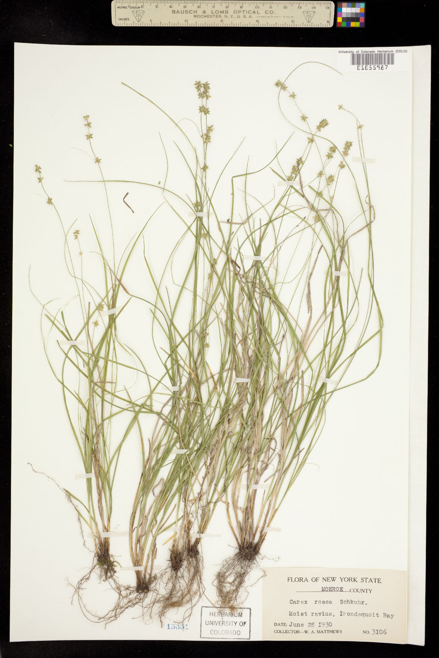 Carex rosea image