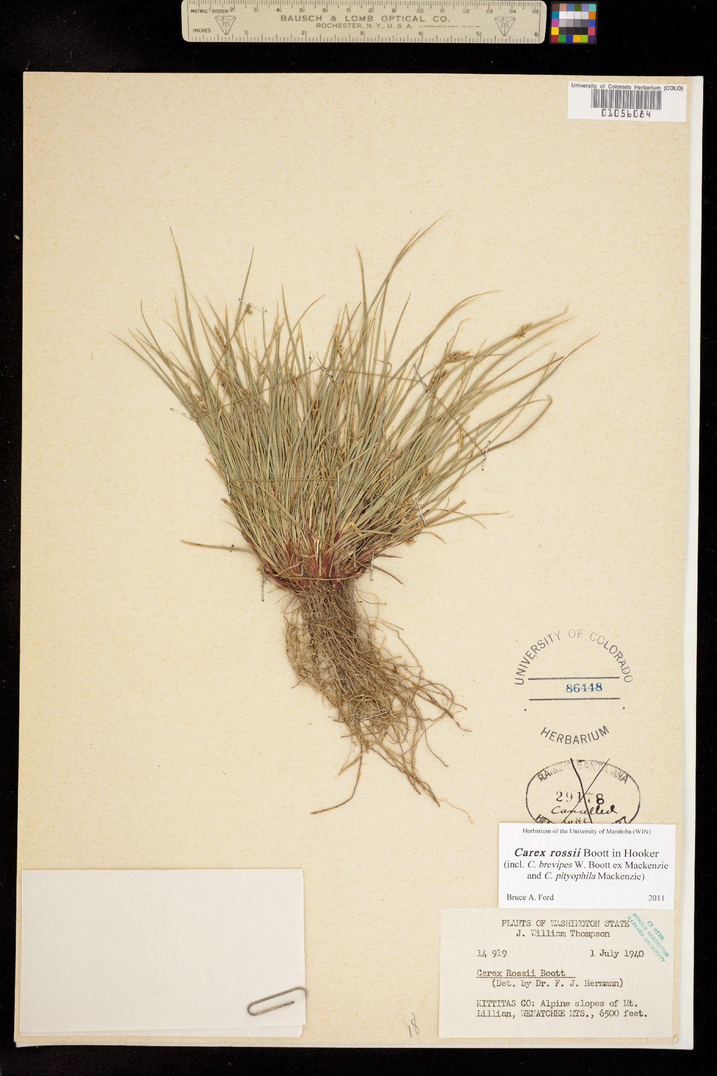 Carex rossii image