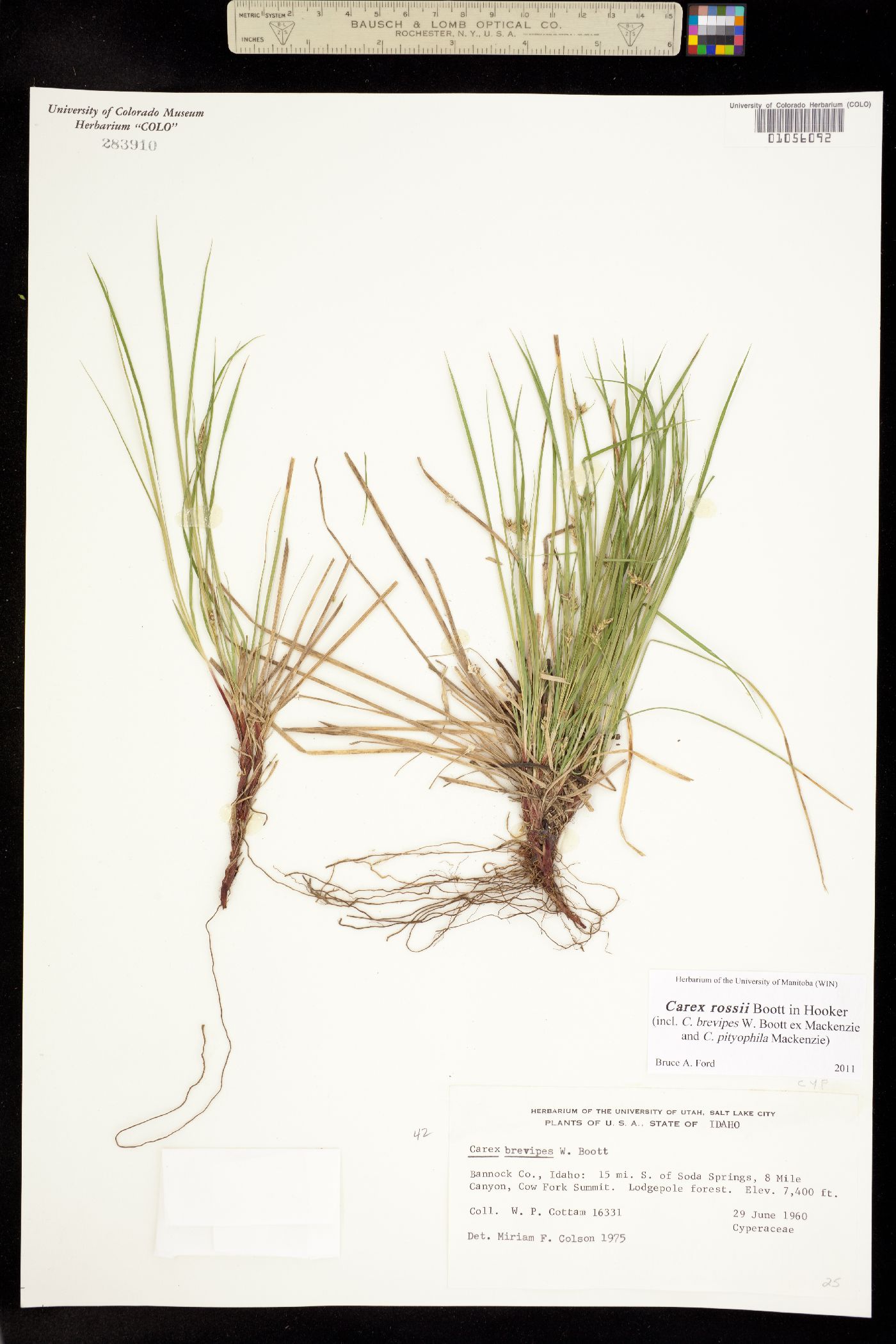 Carex rossii image