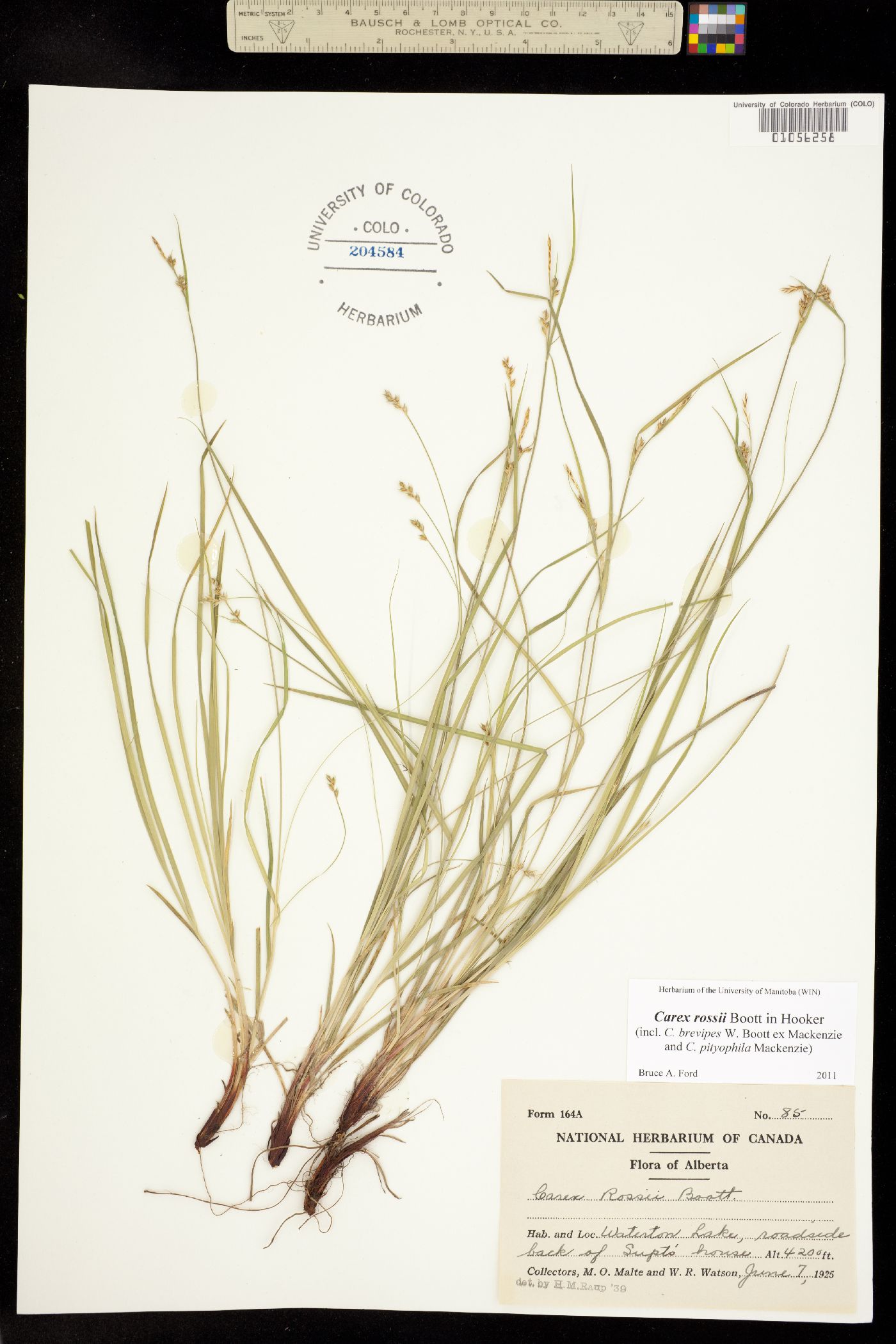 Carex rossii image