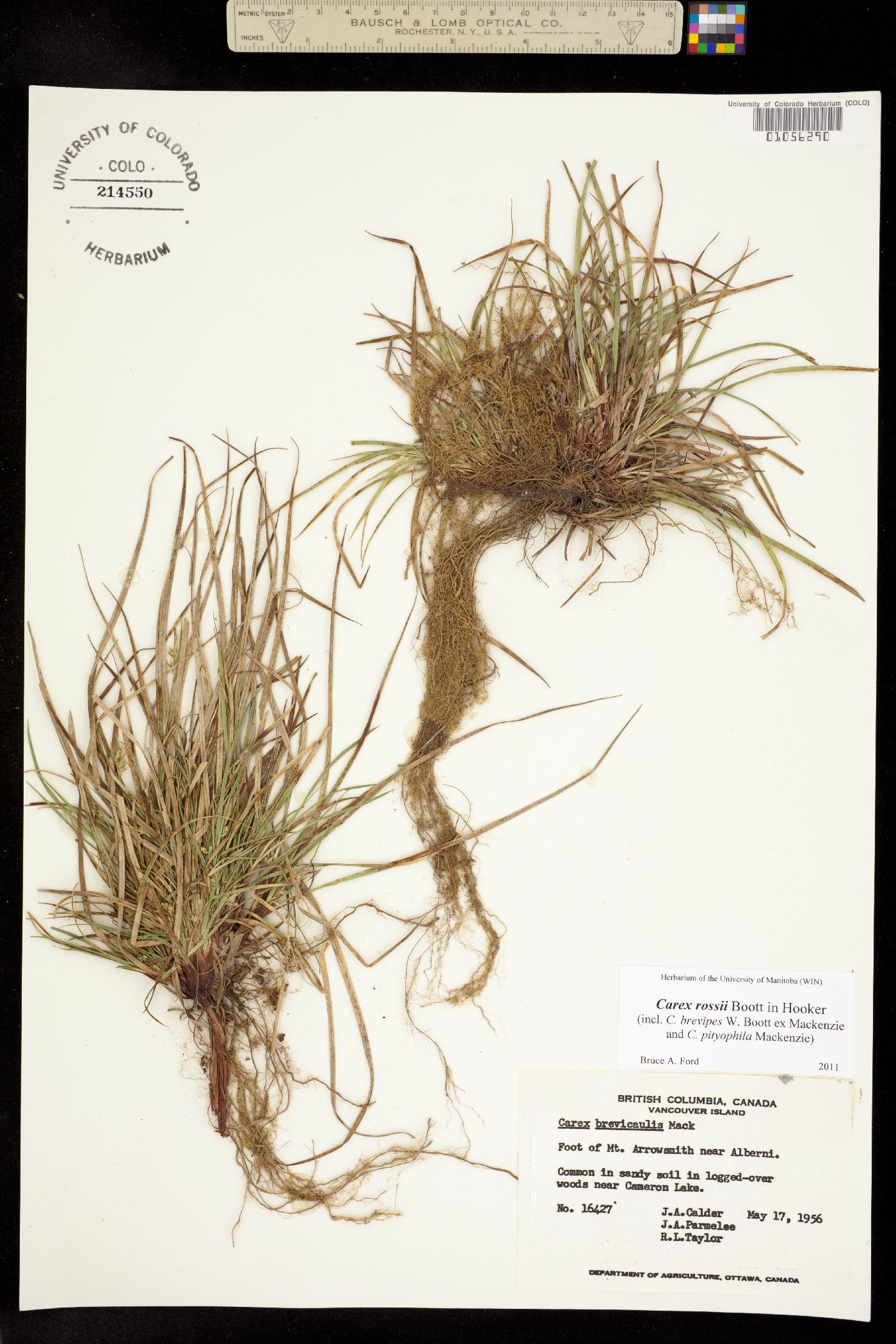 Carex rossii image