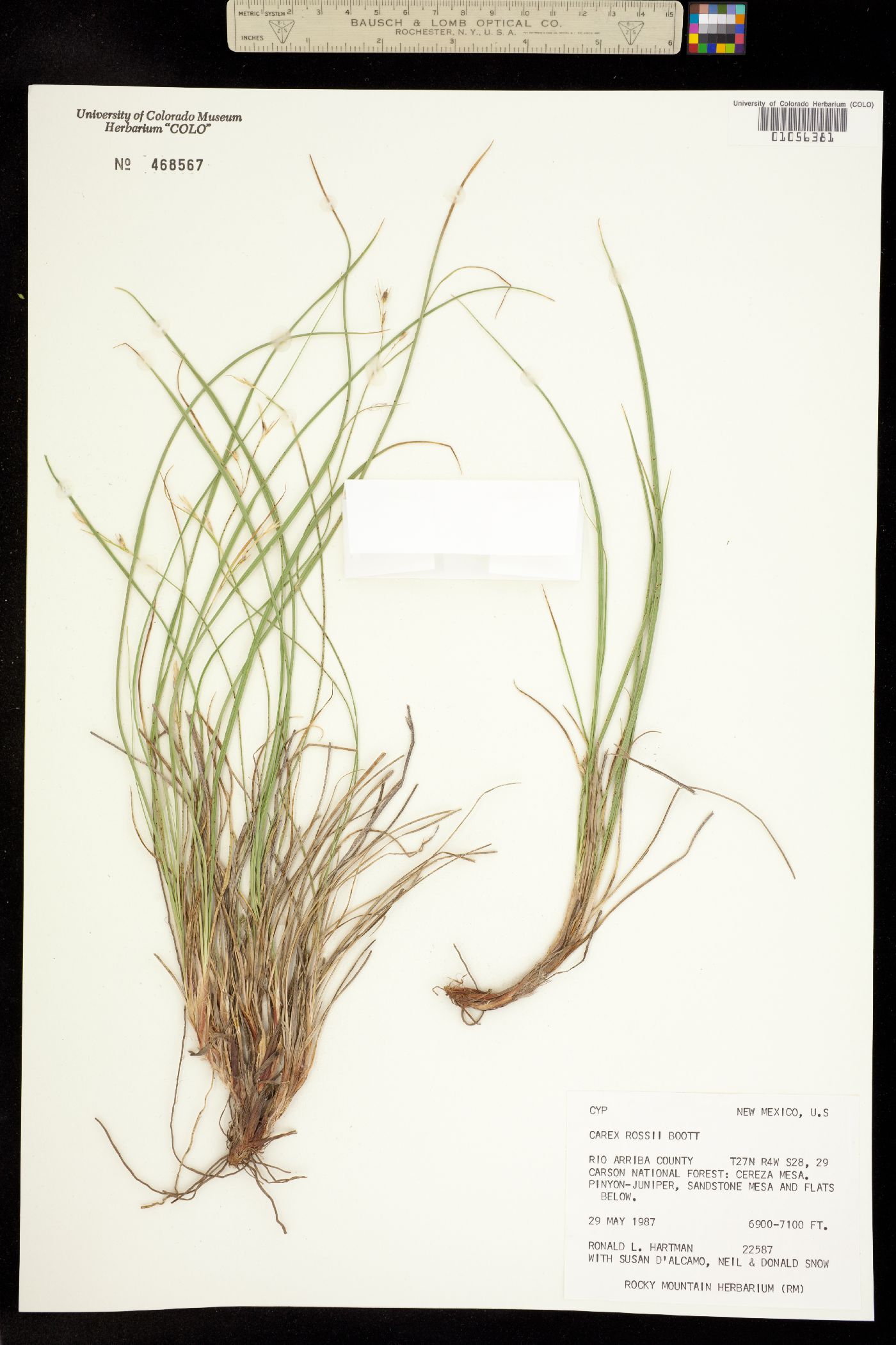 Carex rossii image