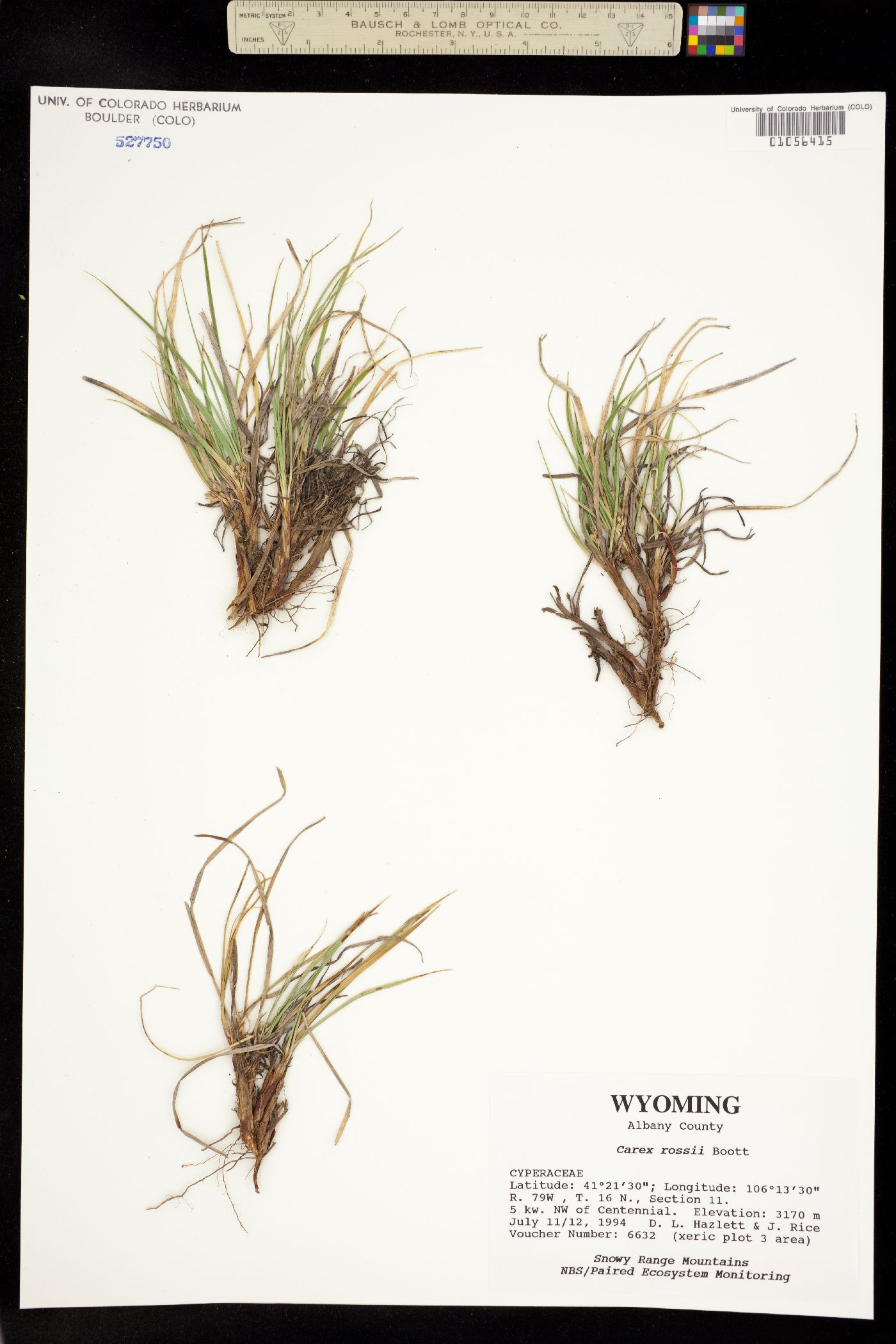 Carex rossii image