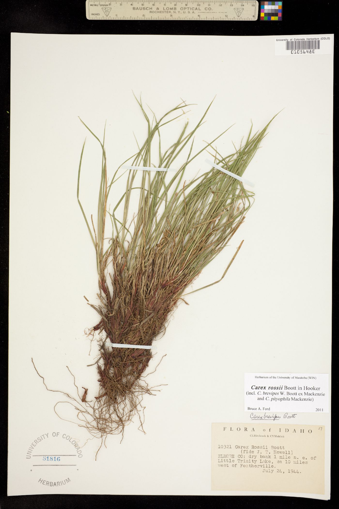 Carex rossii image