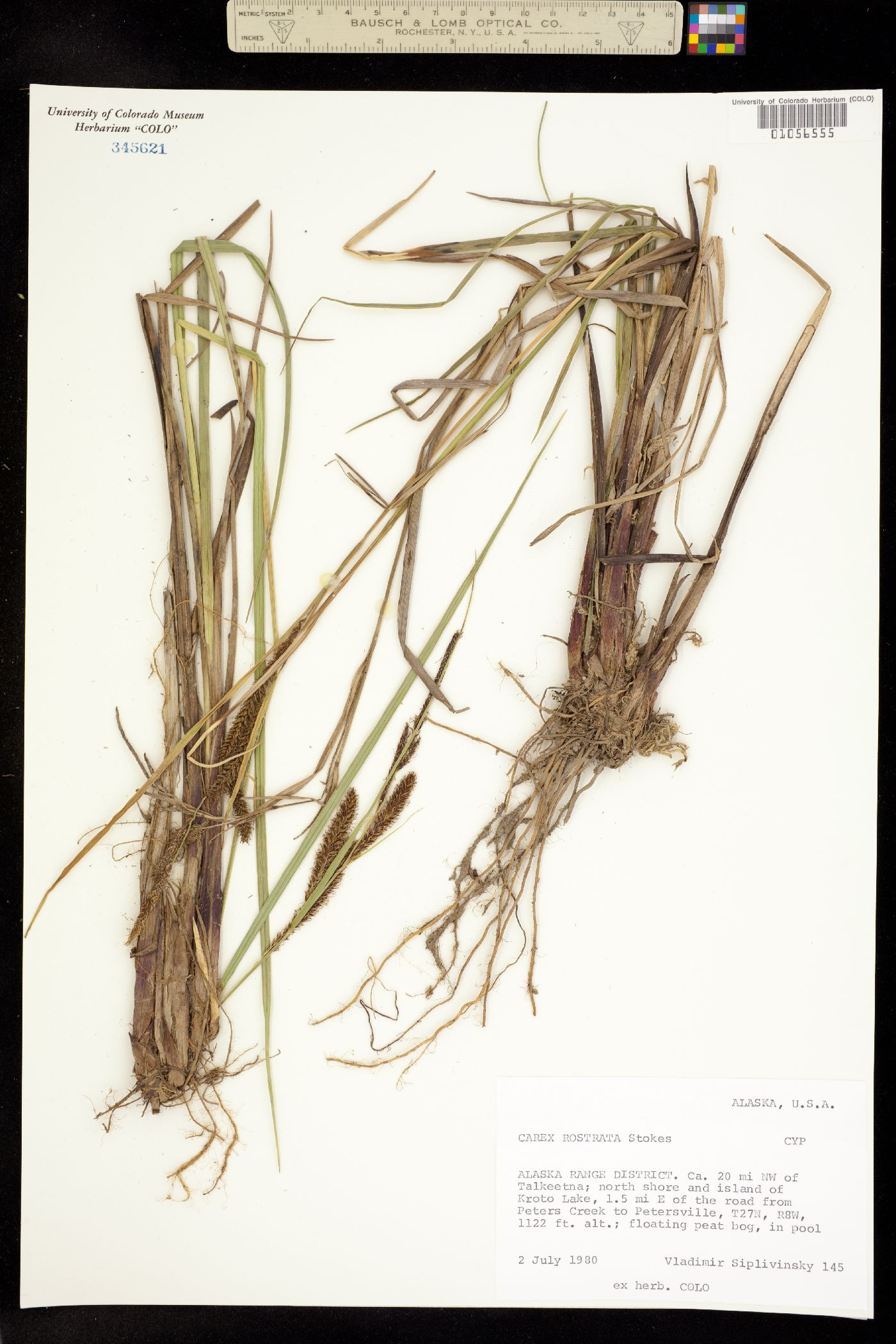 Carex rostrata image