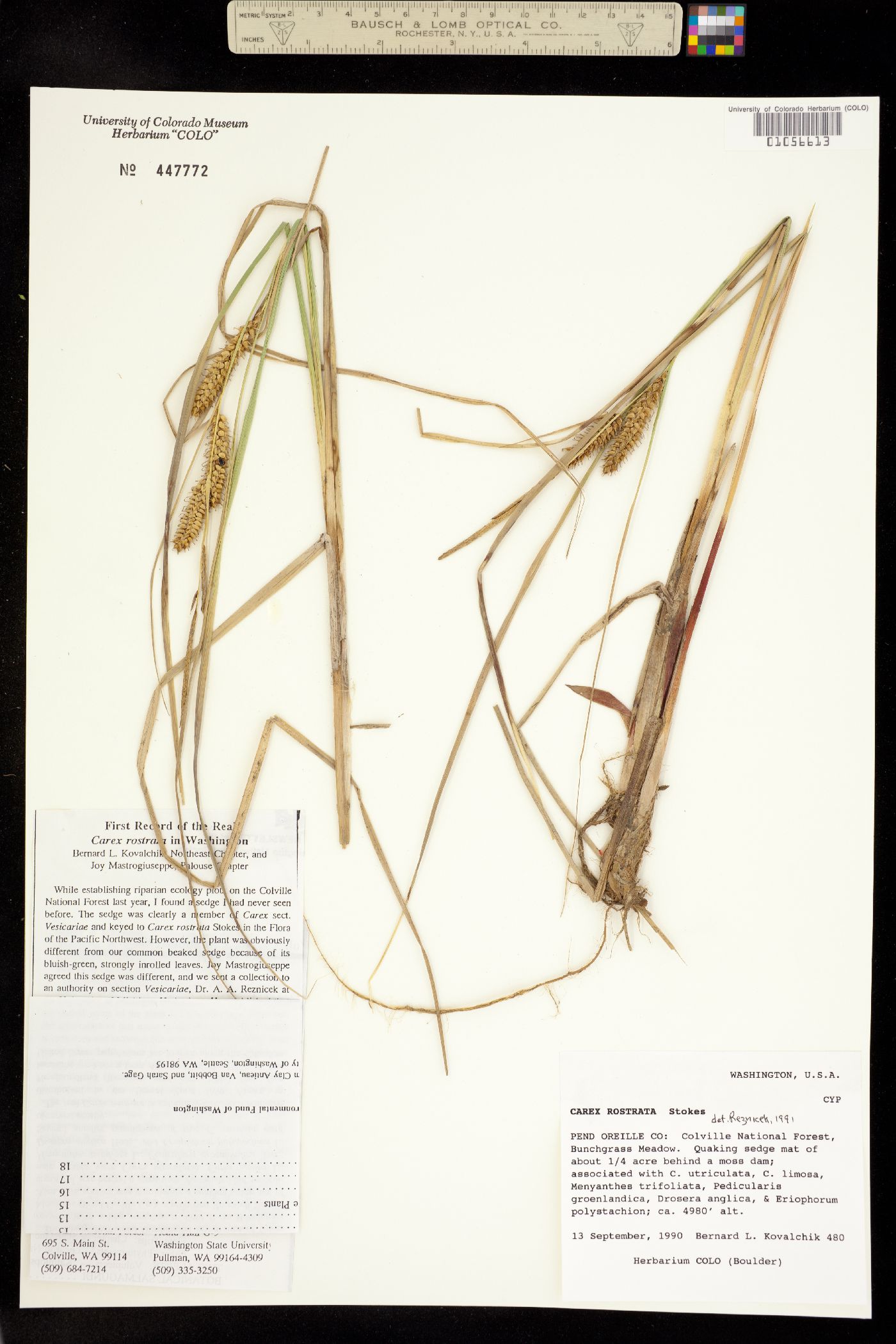 Carex rostrata image