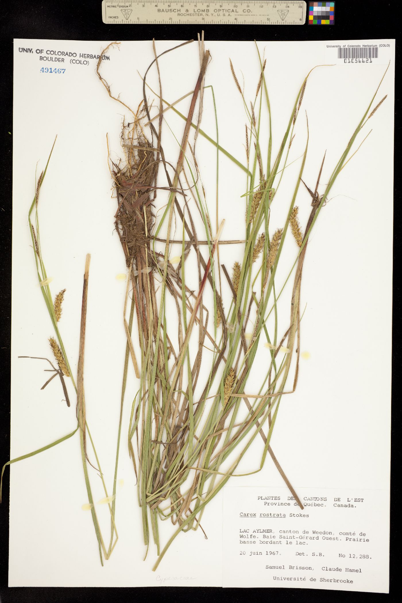 Carex rostrata image